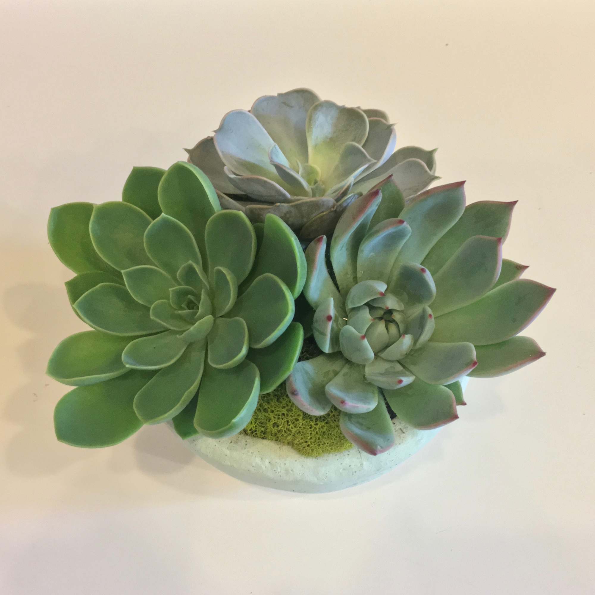 Our succulent planter consists of three 4" succulents potted up in a Our succulent planter consists of three 4" succulents potted up in a