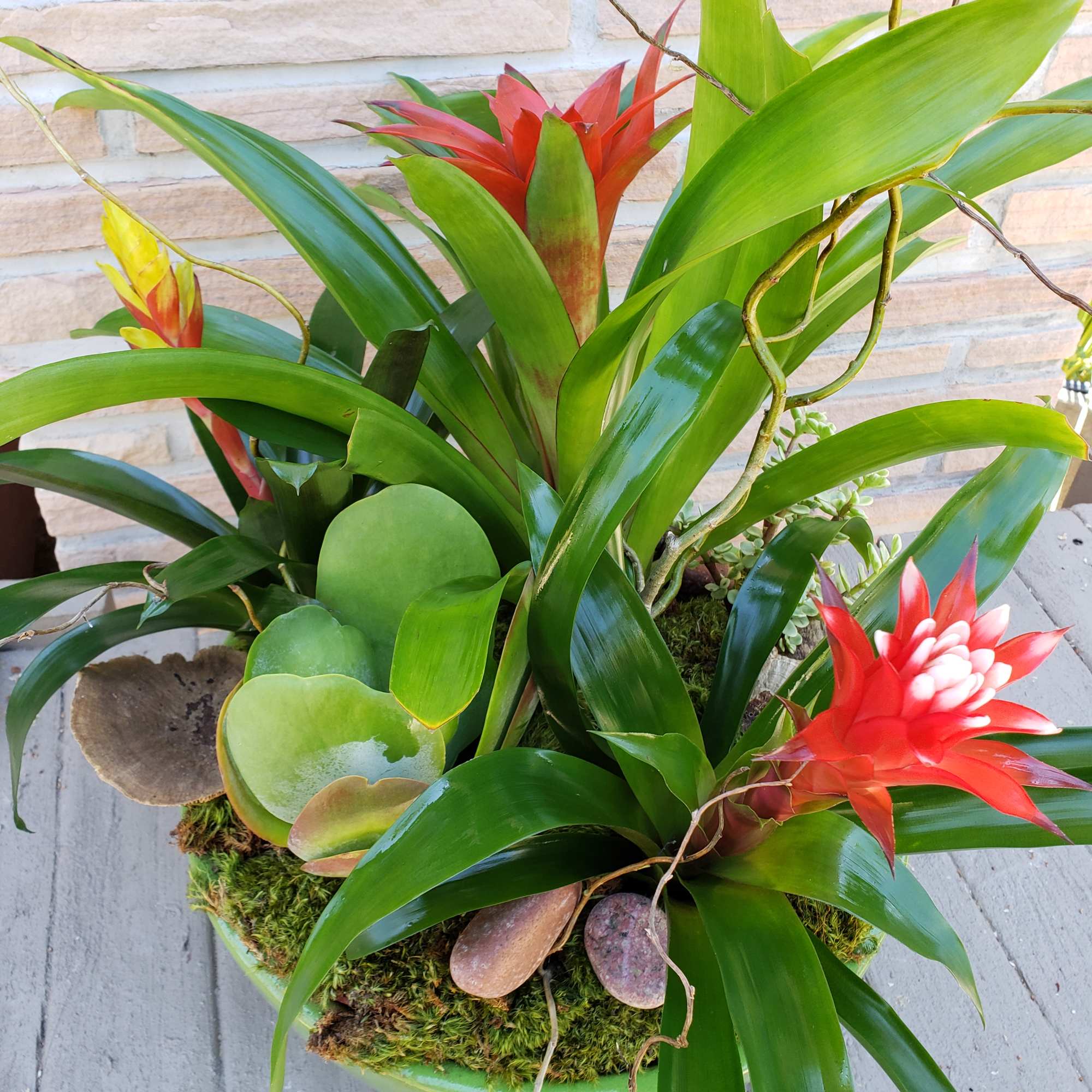 Mix of bromeliad and succulents 
Perfect for a more long lasting gift