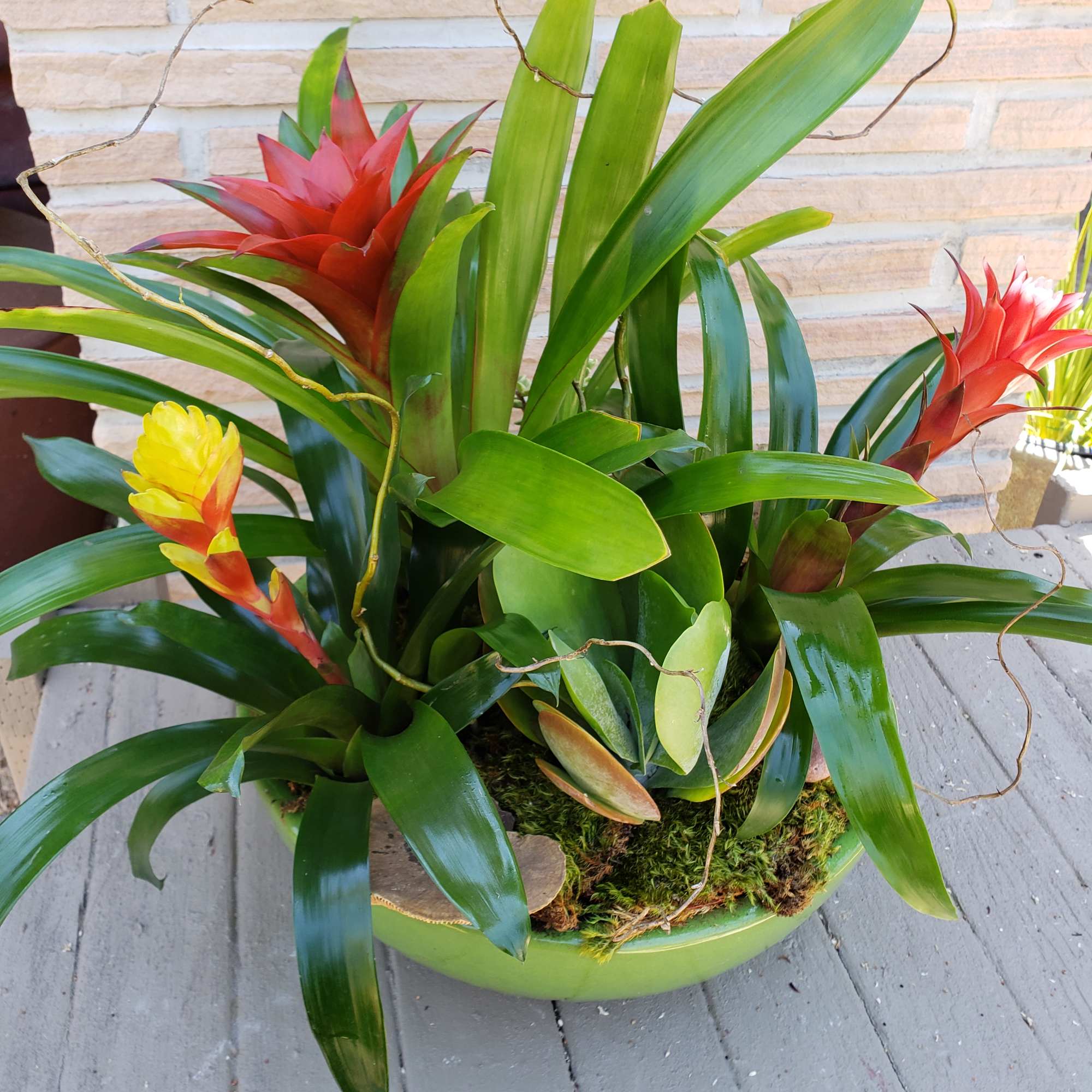 Mix of bromeliad and succulents 
Perfect for a more long lasting gift