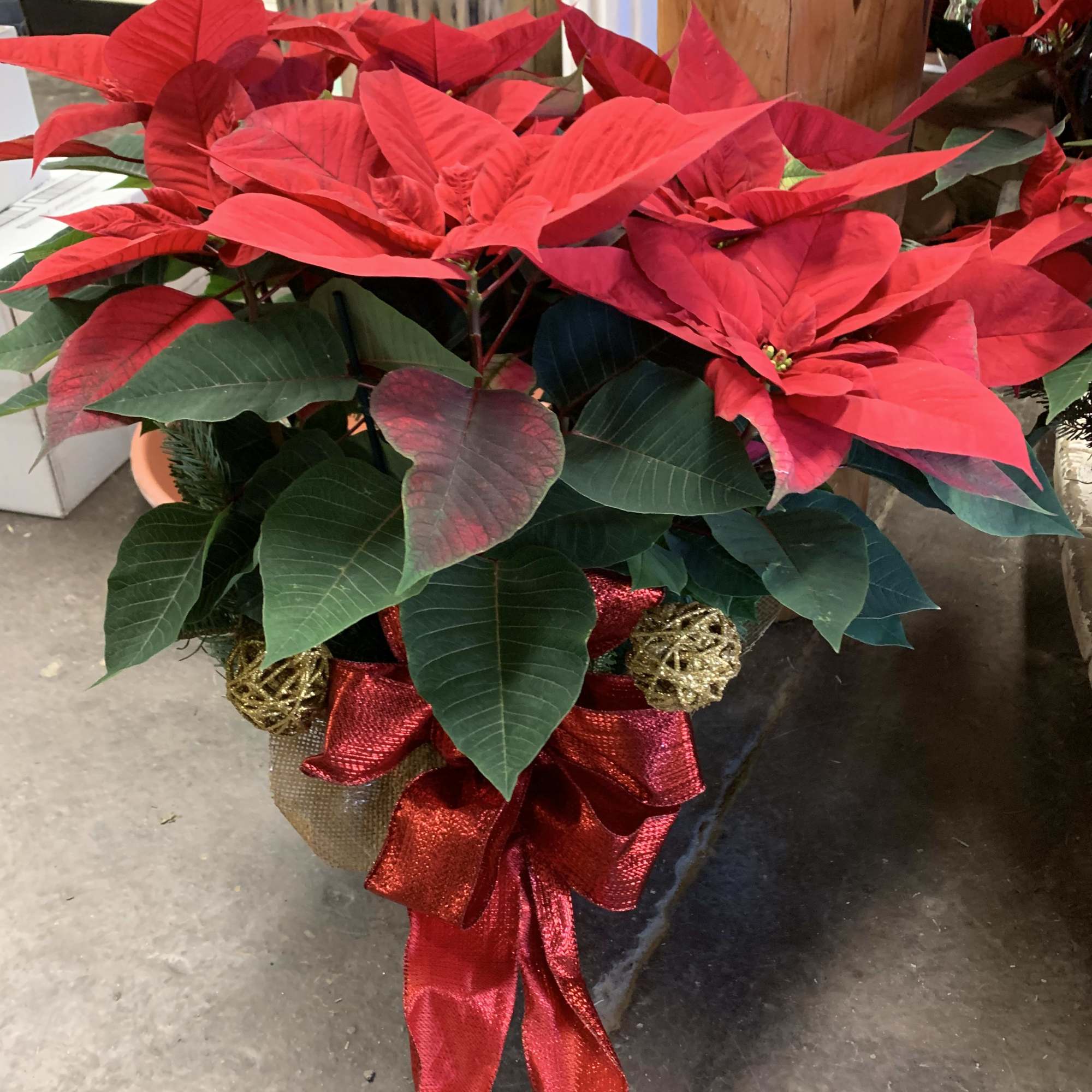 Beautiful Poinsettia decorated for the occasion.