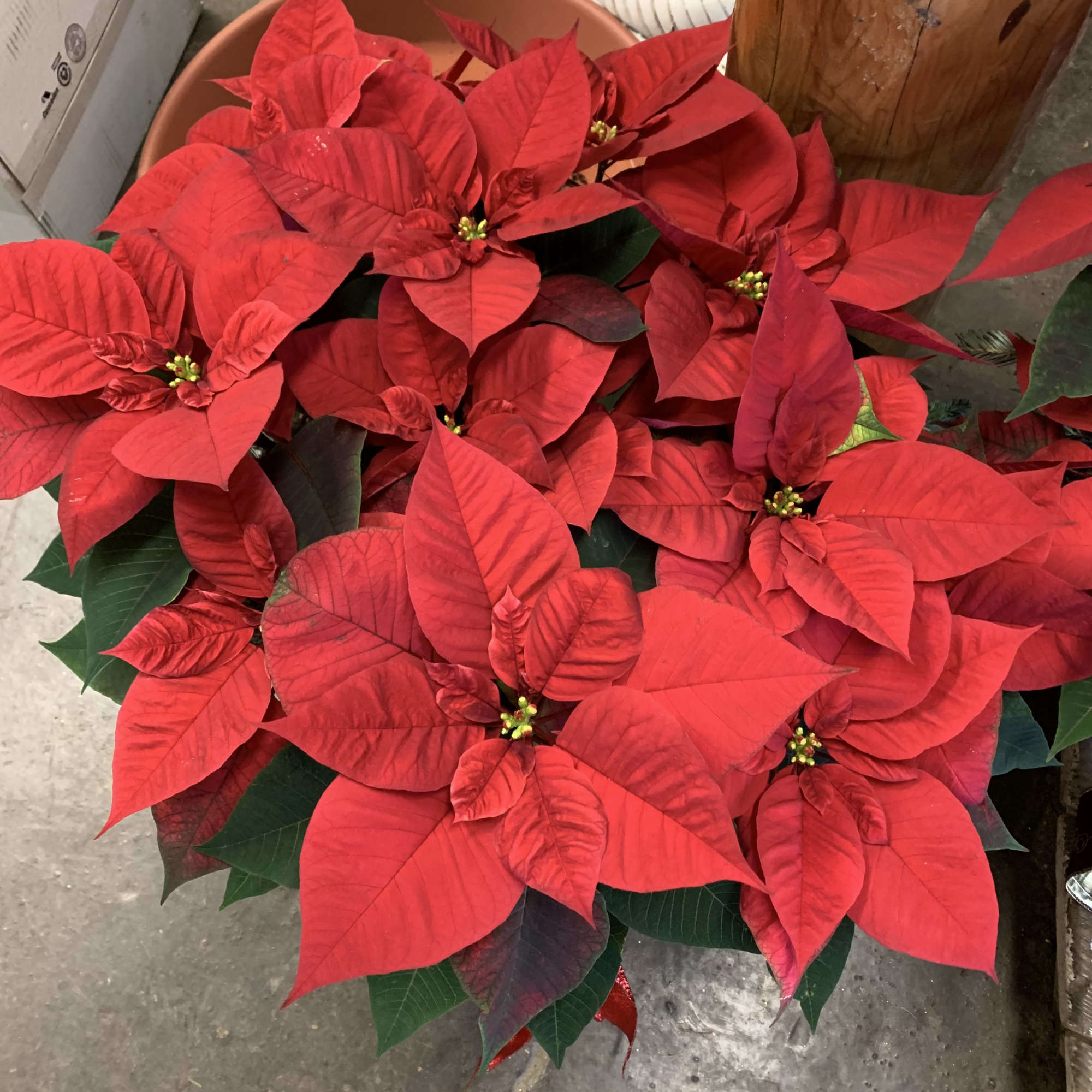 Beautiful Poinsettia decorated for the occasion.
