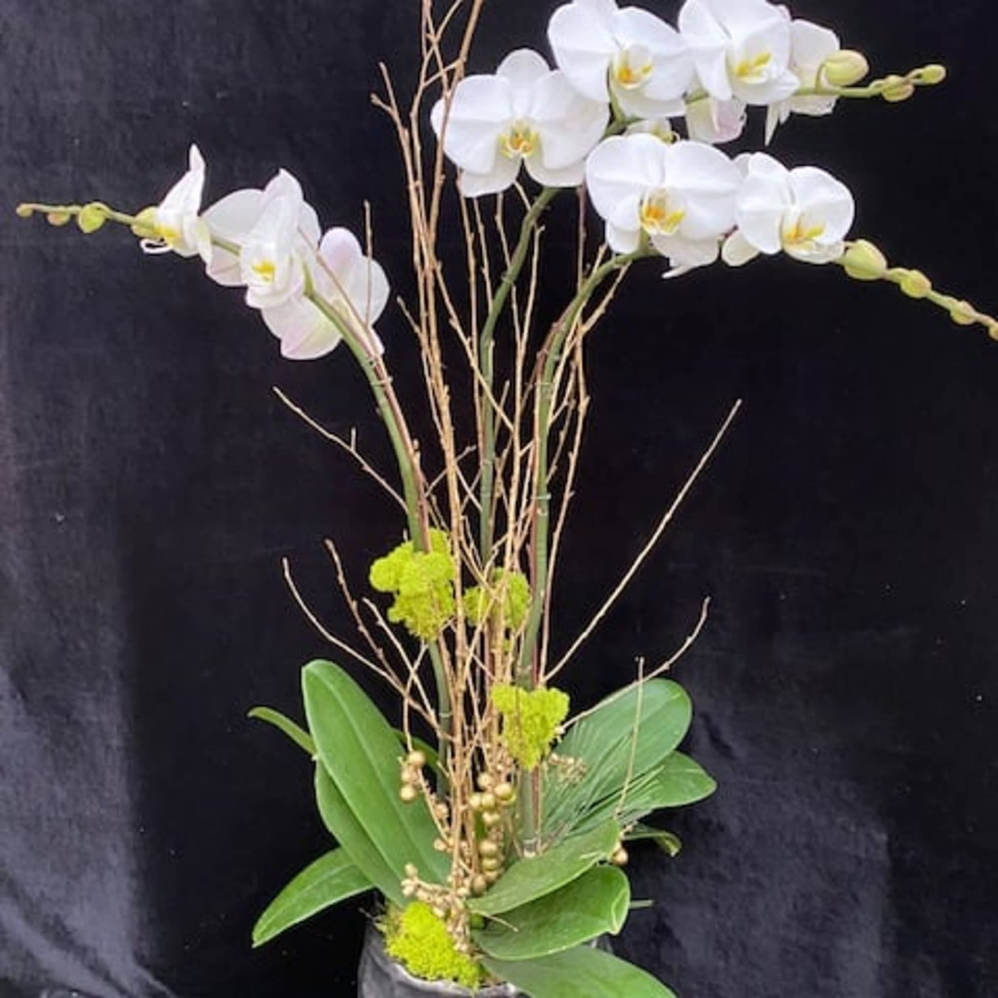 White phal. with ceramic pot.