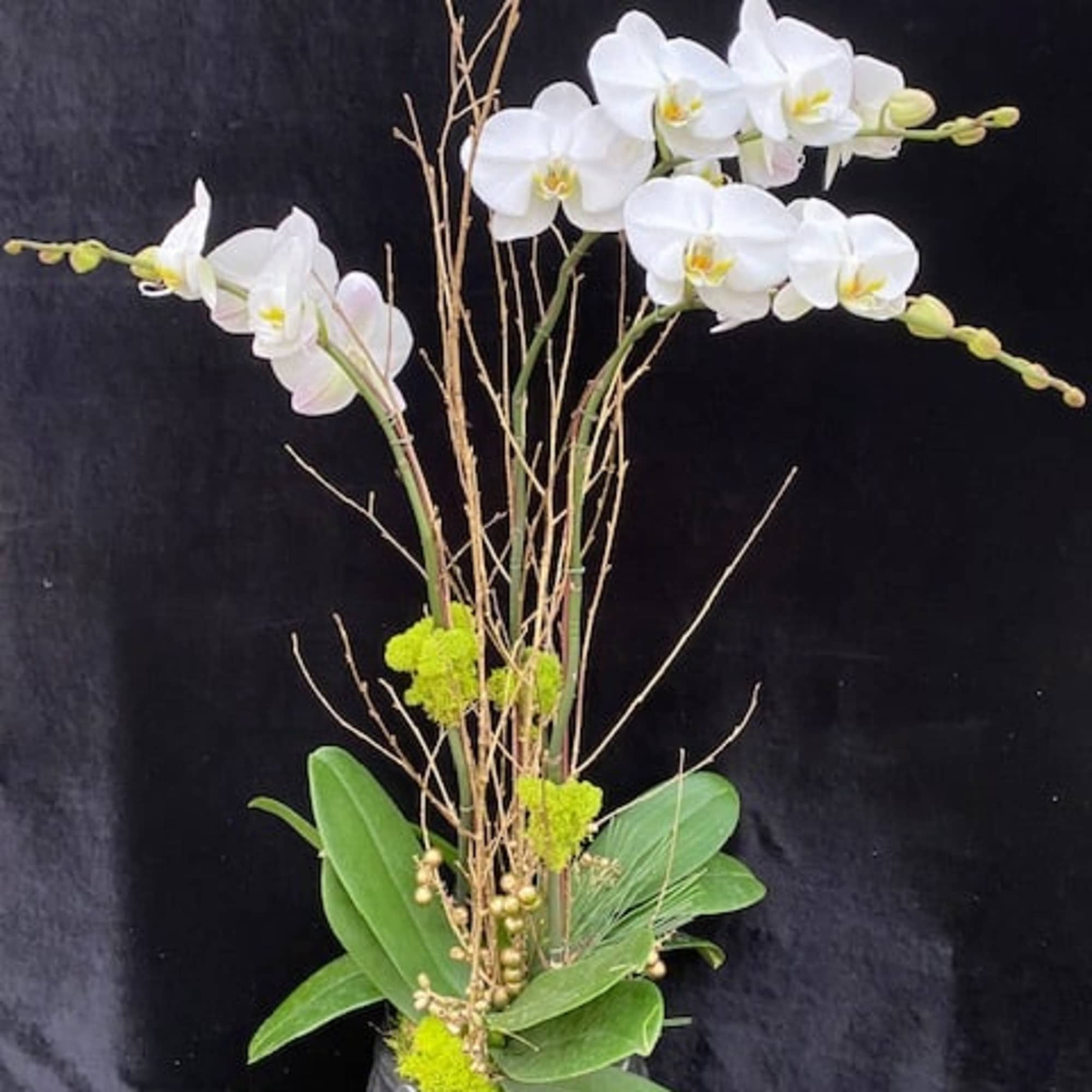 White phal. with ceramic pot.