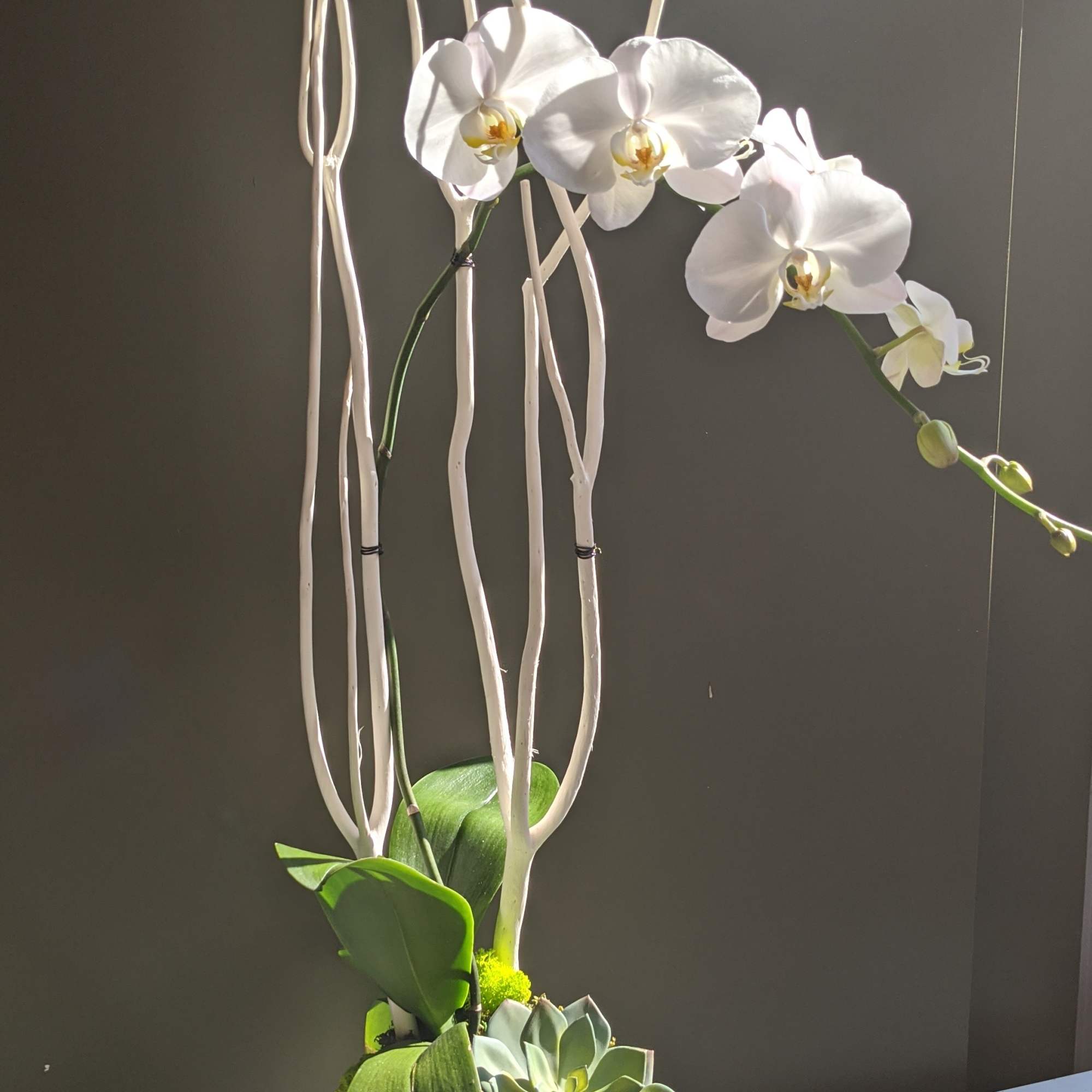 A towering white Phalaenopsis orchid plant in a black or white textured
