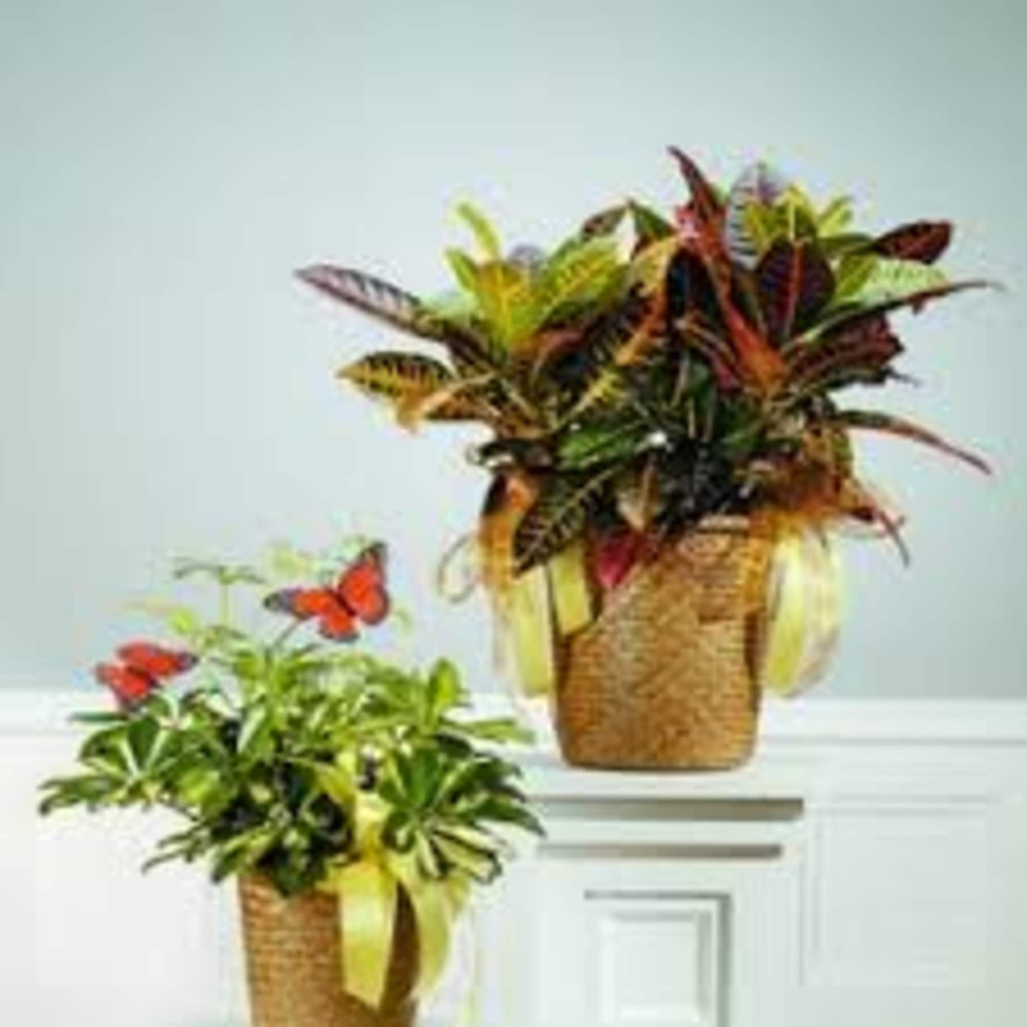 Indoor green plants can be the perfect item to send. Available in