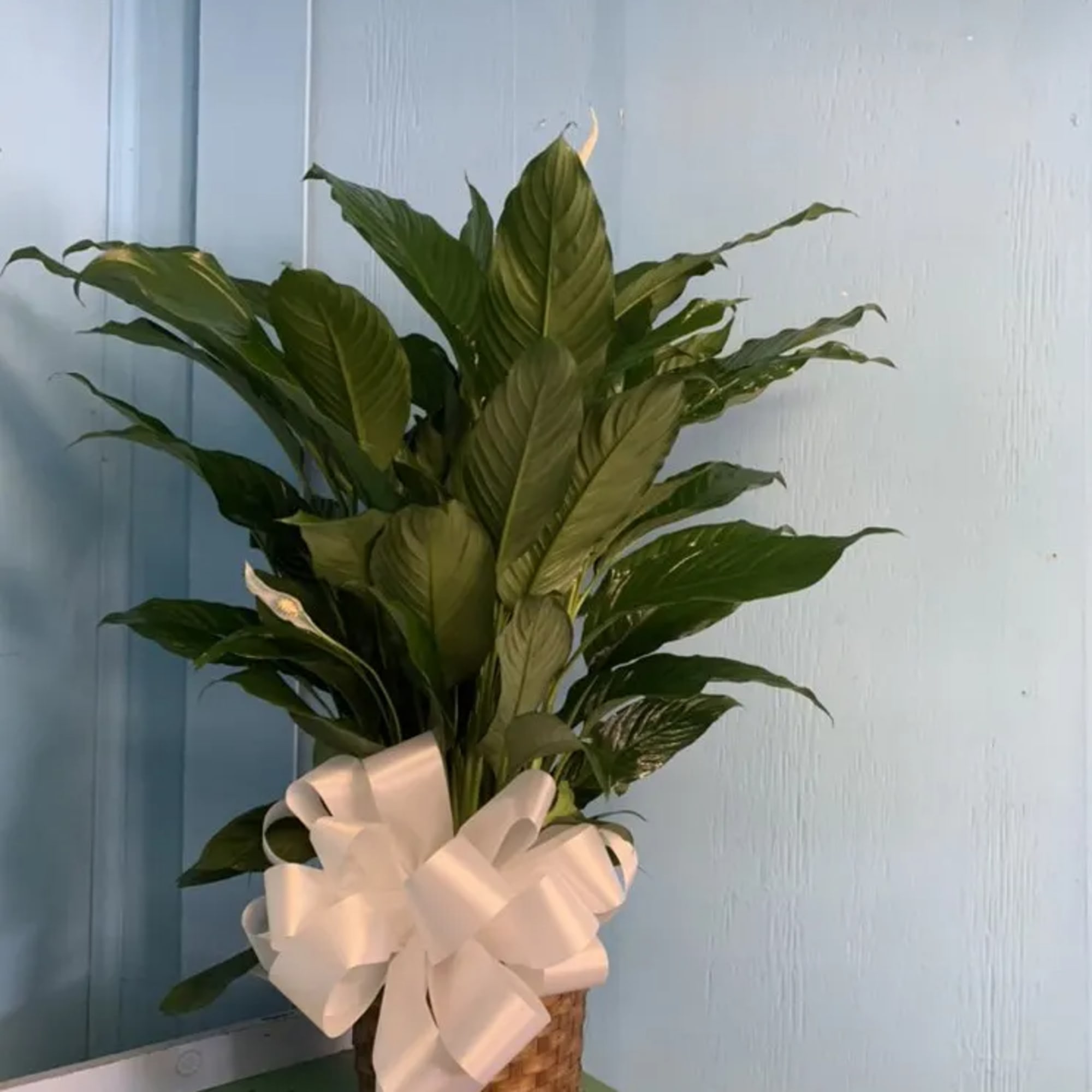 Indoor green plants can be the perfect item to send. Available in