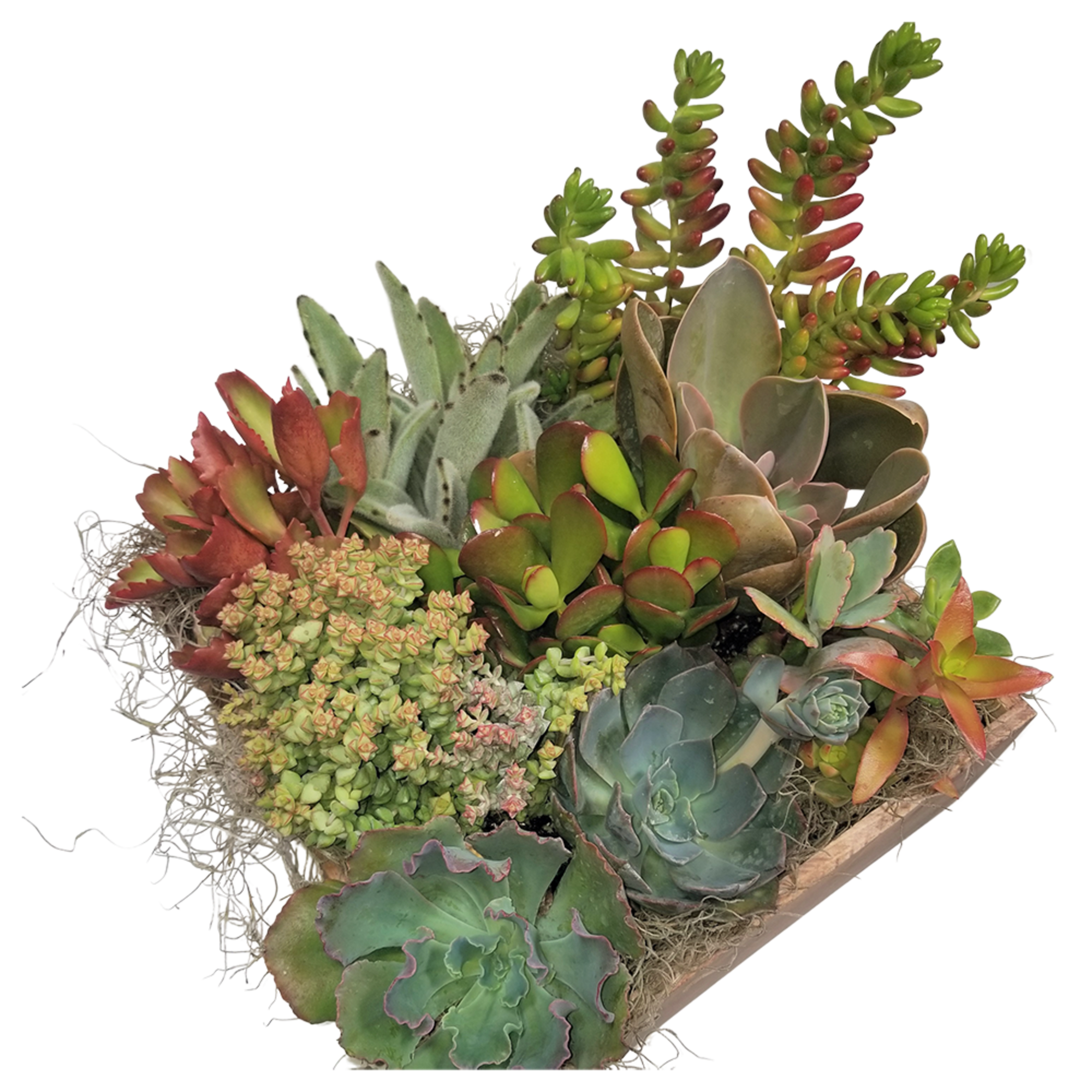 Order this Succulent planter for next day Delivery in Metro Denver. Handmade