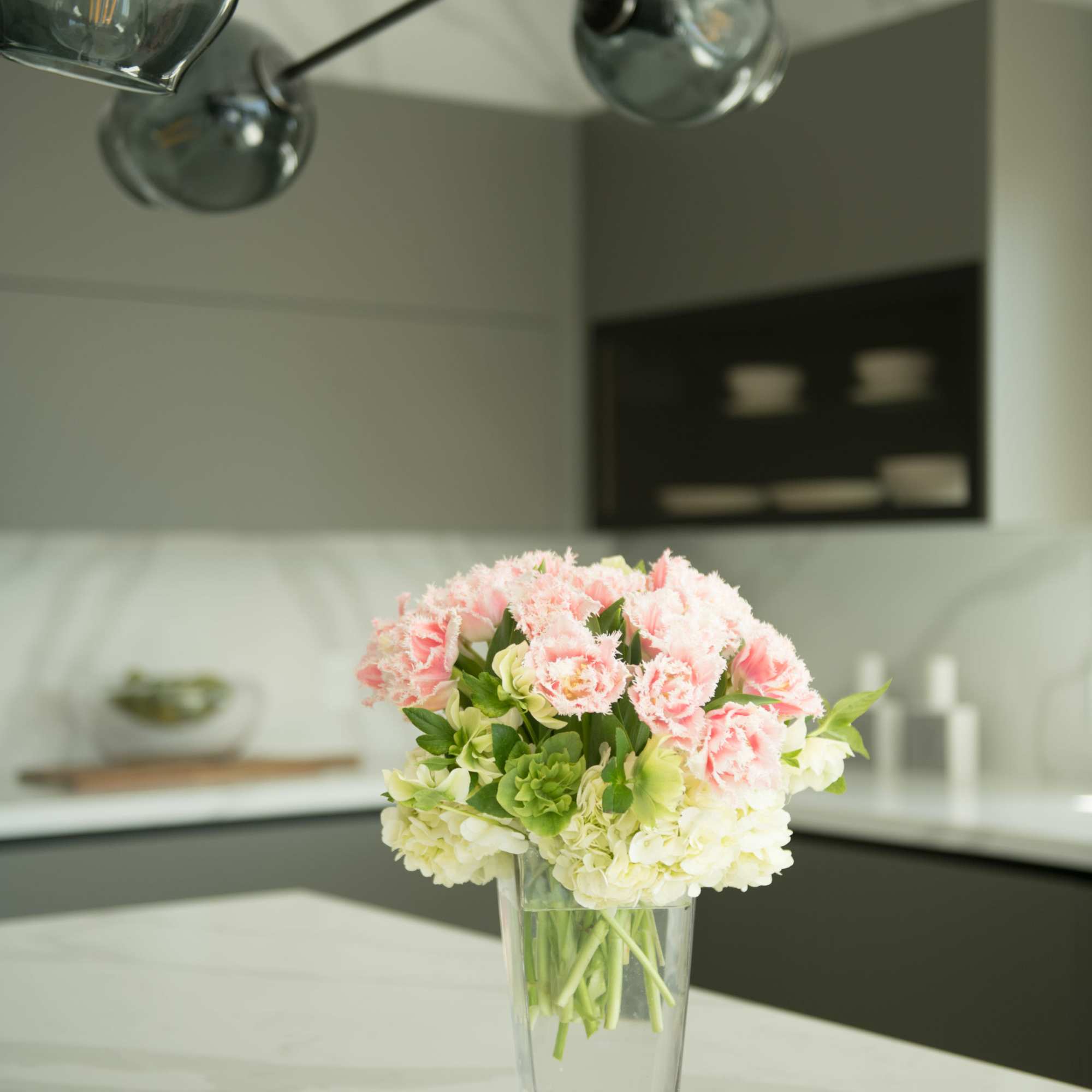 Perfectly graceful Queensland Dutch fringe egde tulips will make the Queen in