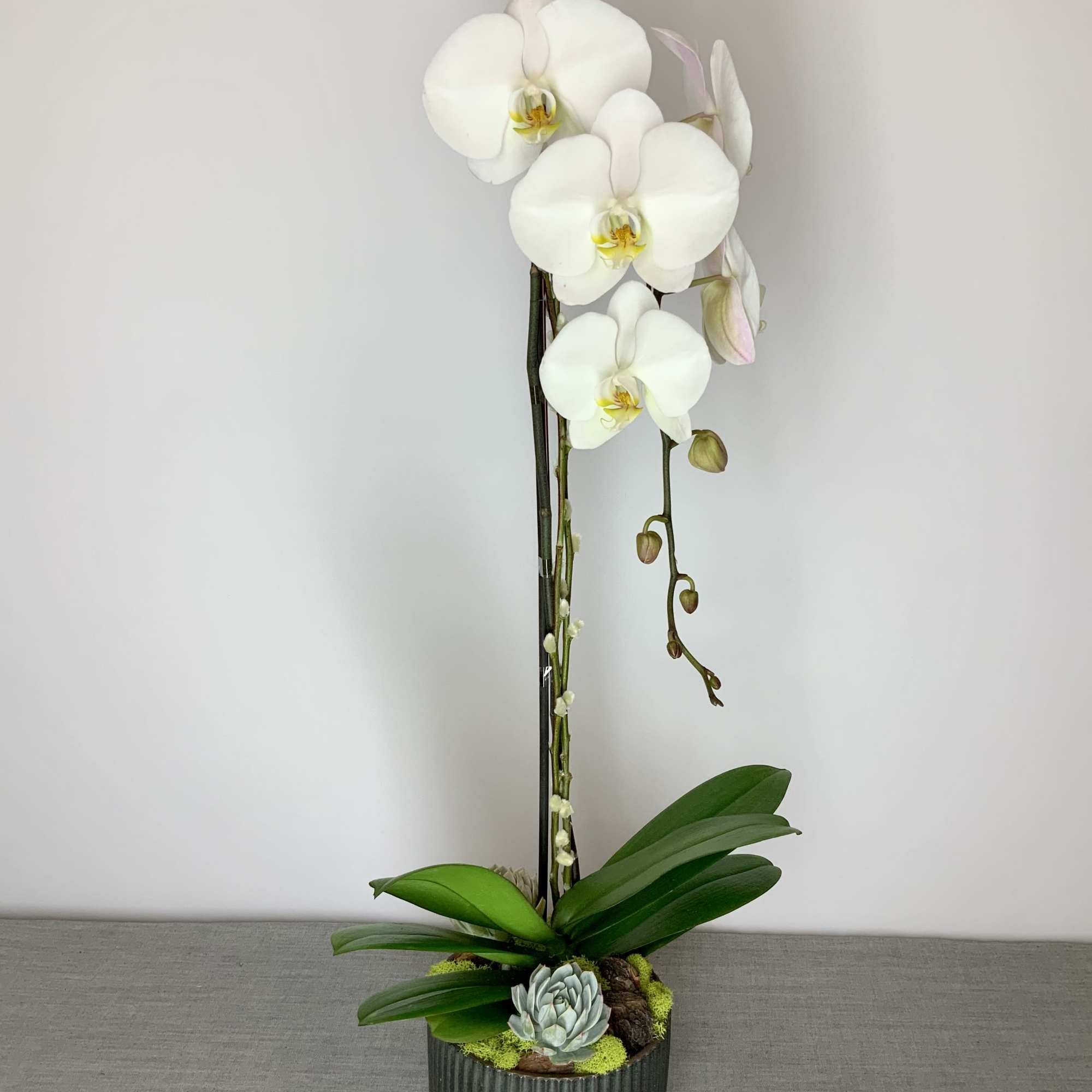 Charcoal Phalaenopsisby Blooms by MG