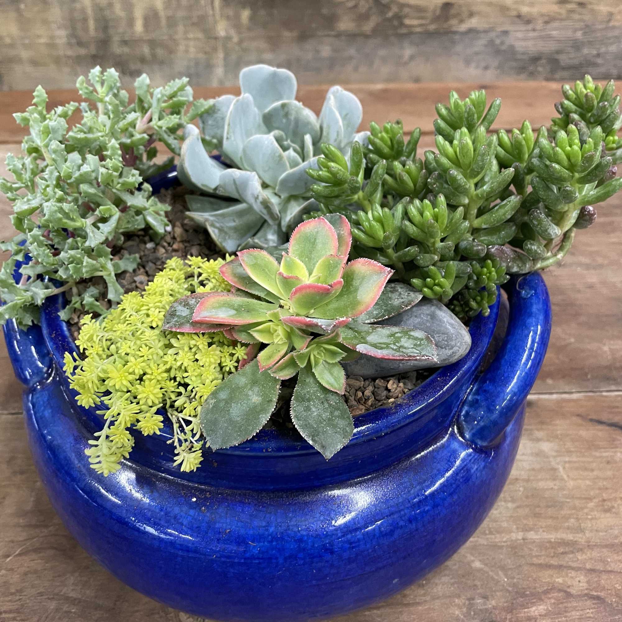 Custom designed succulent garden in a bright, colorful container. Perfect for a