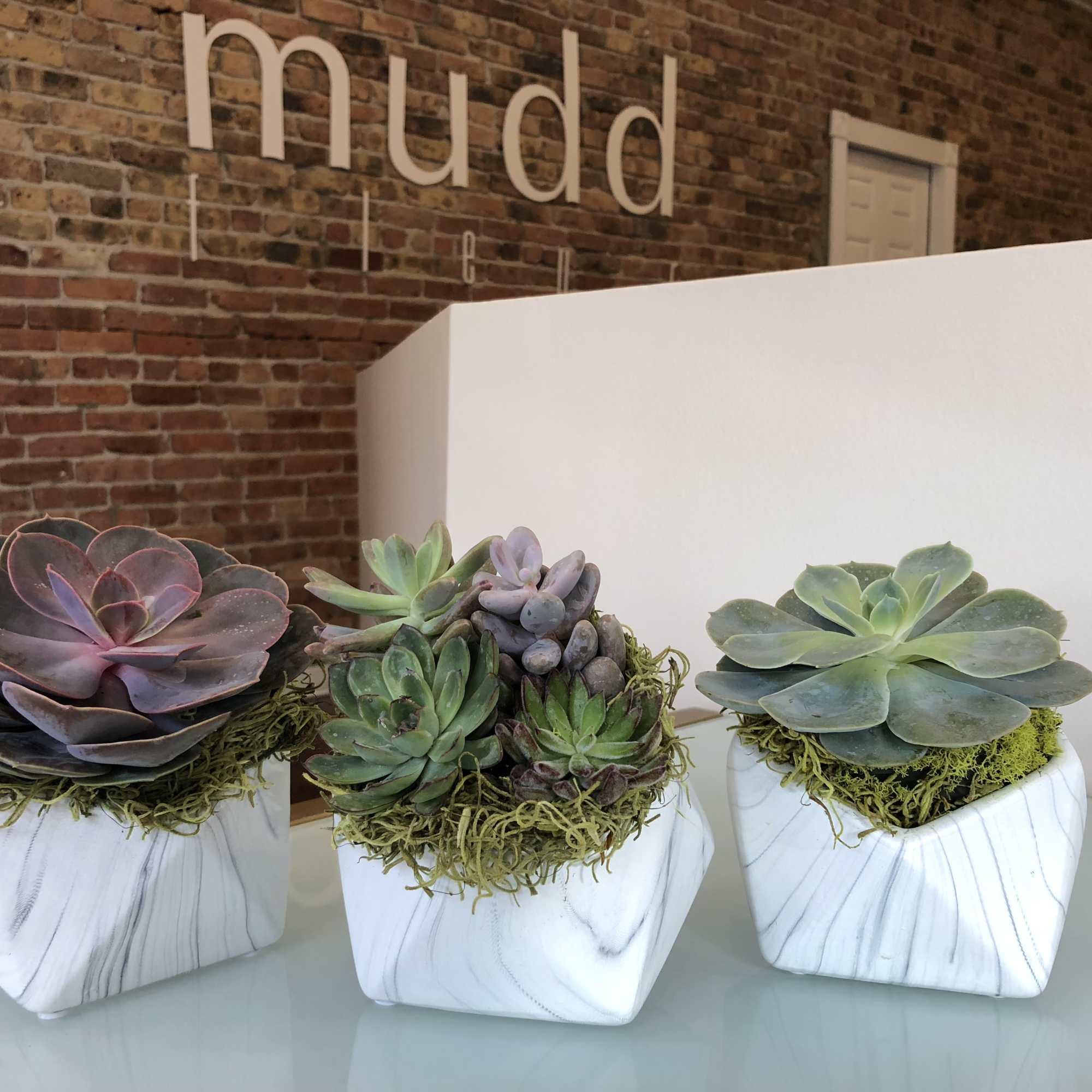 A trio of succulents in geometric marbled stone vessels. 
Succulent colors will