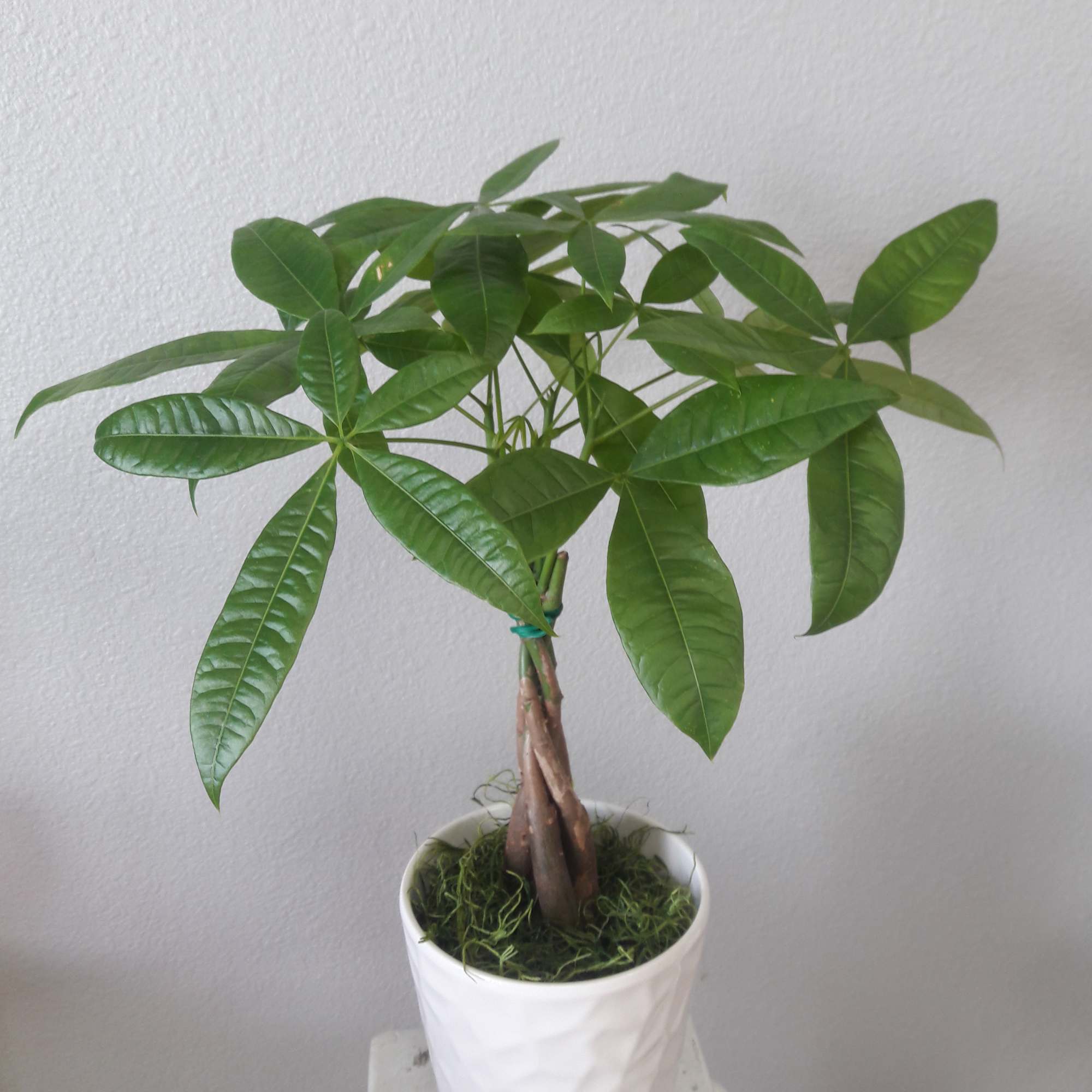 The lucky Money tree has leaves shaped to represent the five main