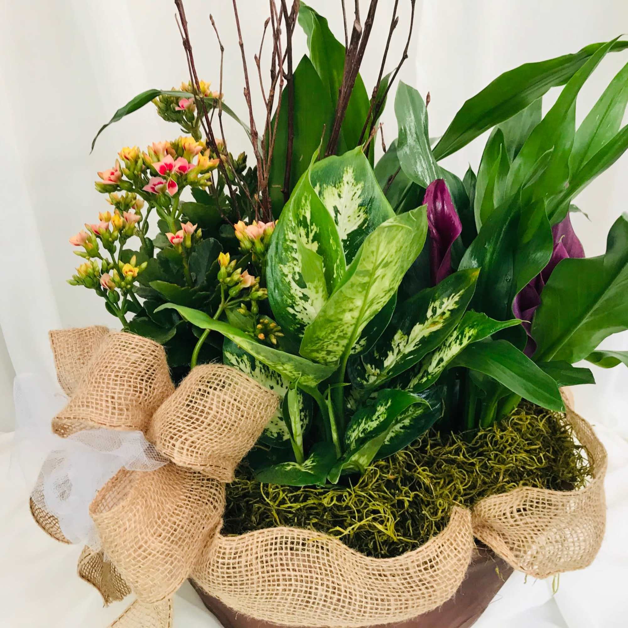 This piece holds five plants of the florists choice. The dish garden