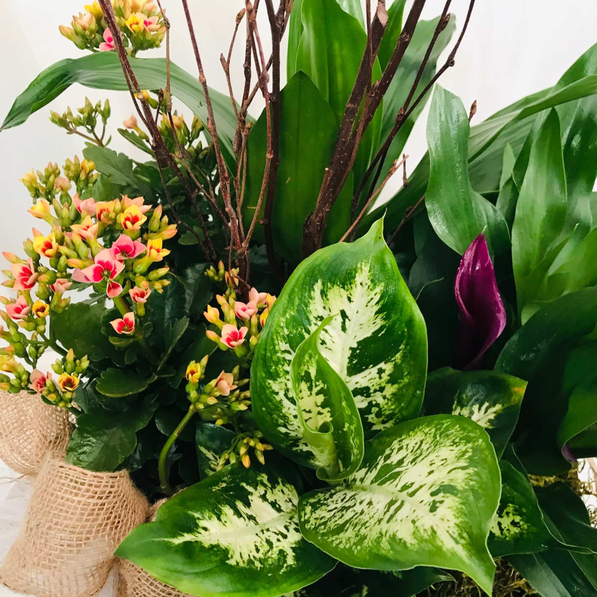 This piece holds five plants of the florists choice. The dish garden