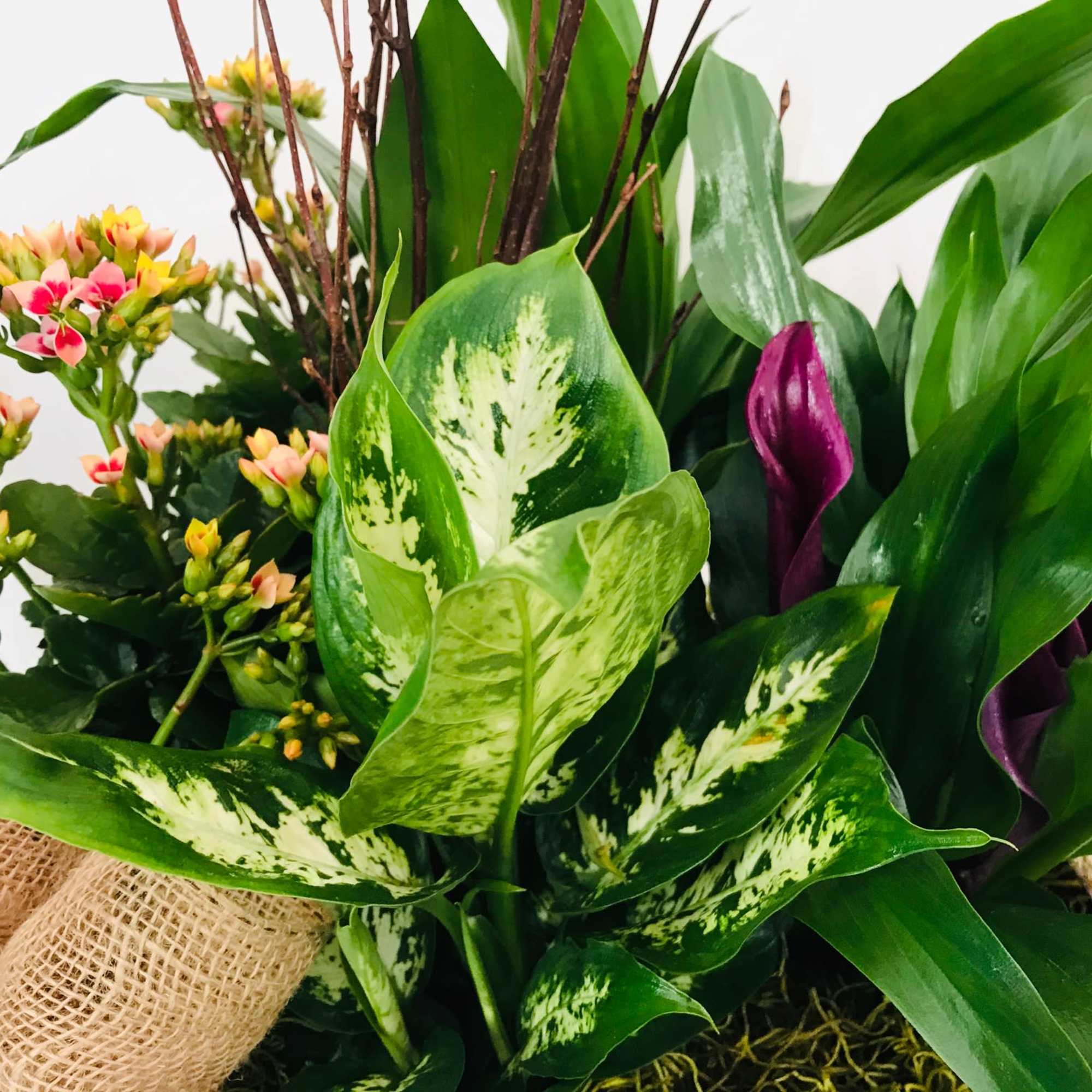 This piece holds five plants of the florists choice. The dish garden