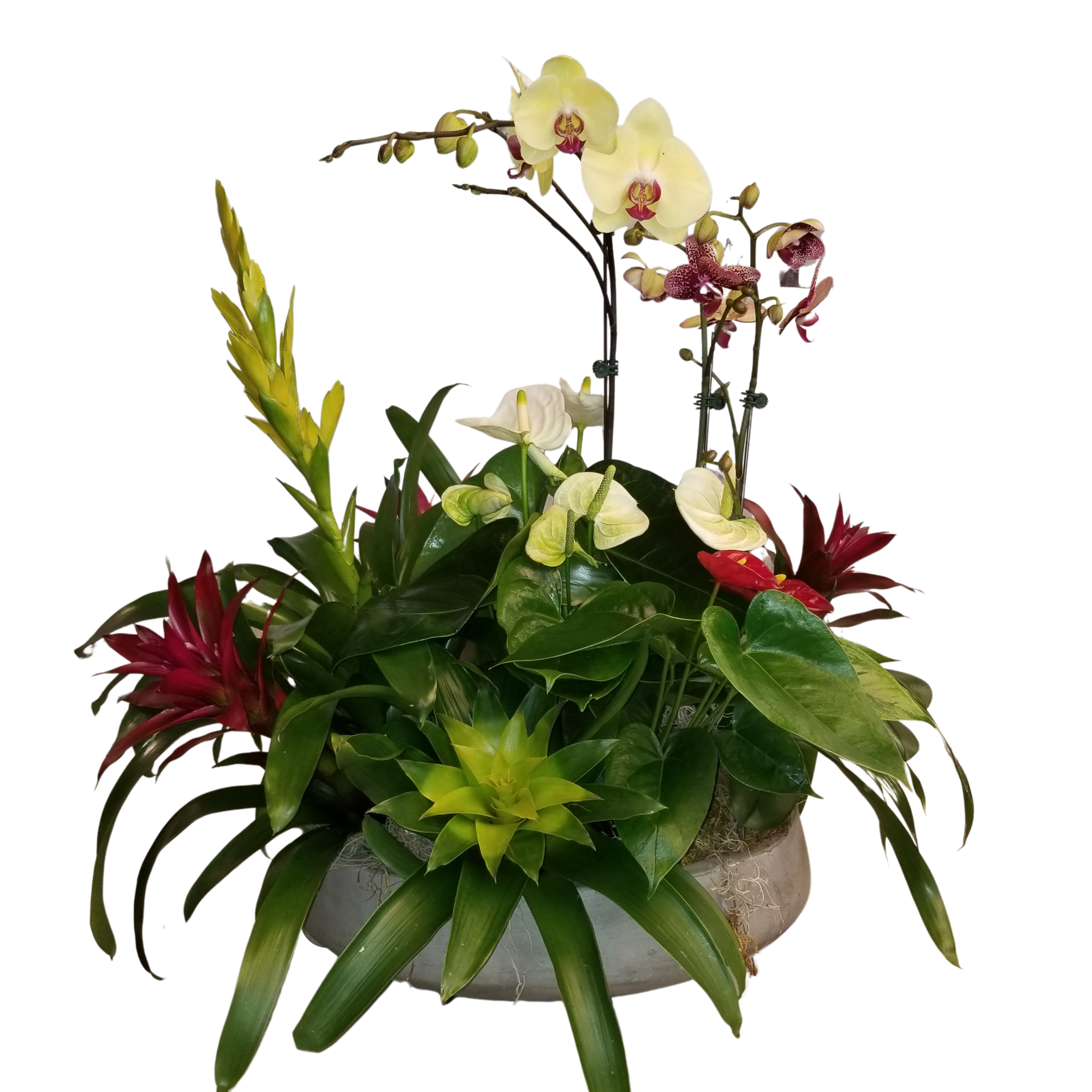 A mix of lush tropical plants . Mostly EZ care. 3-4 medium