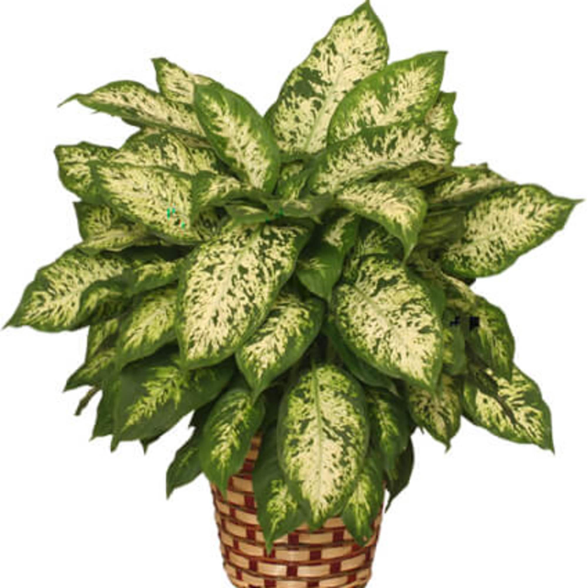 terrarium plants sale Vibrant Oasis Terrarium Plant Pack for biOrb AIR 30