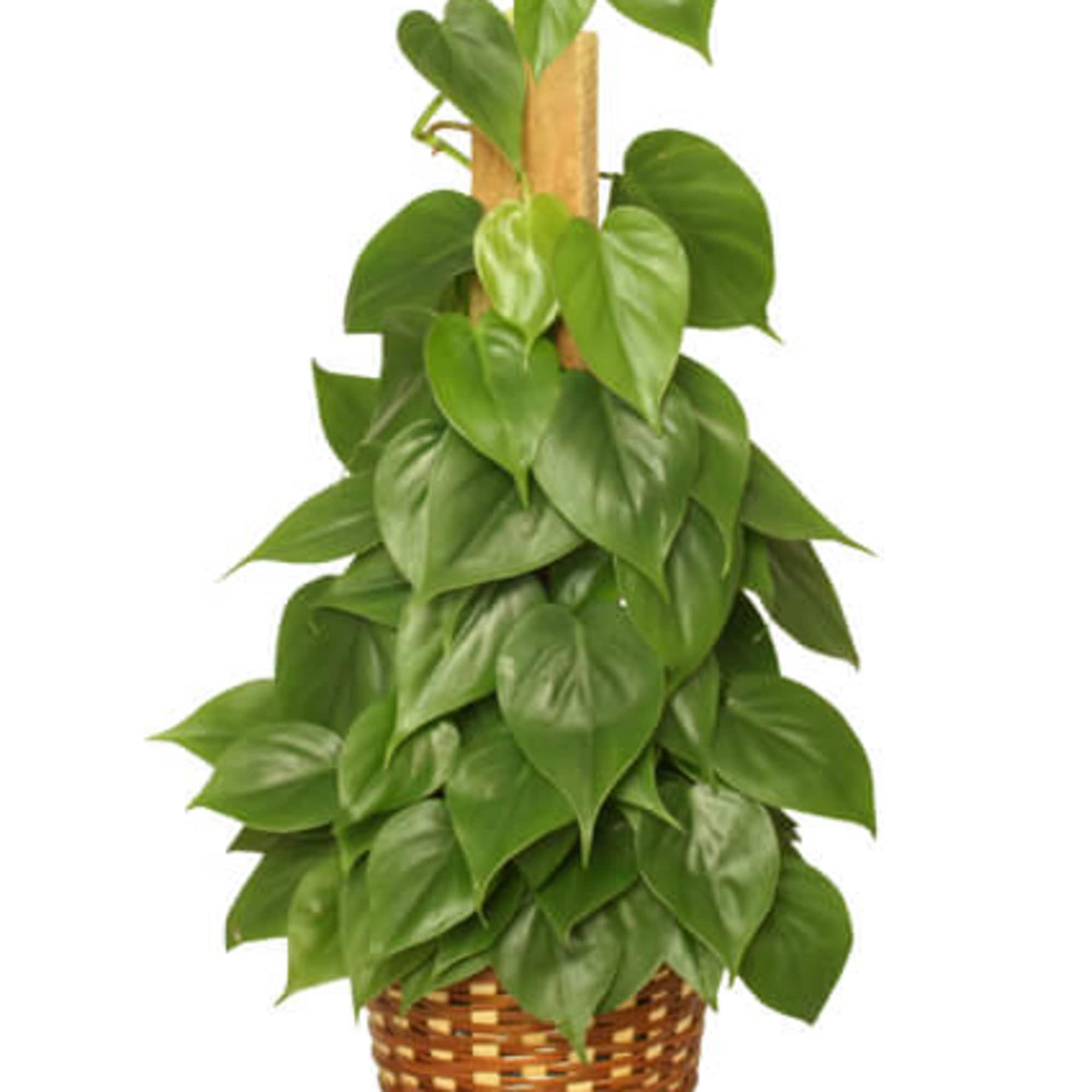 HEARTLEAF PHILODENDRON PHILODENDRON SCANDENS OXYCARDIUM, image size:2000x2000