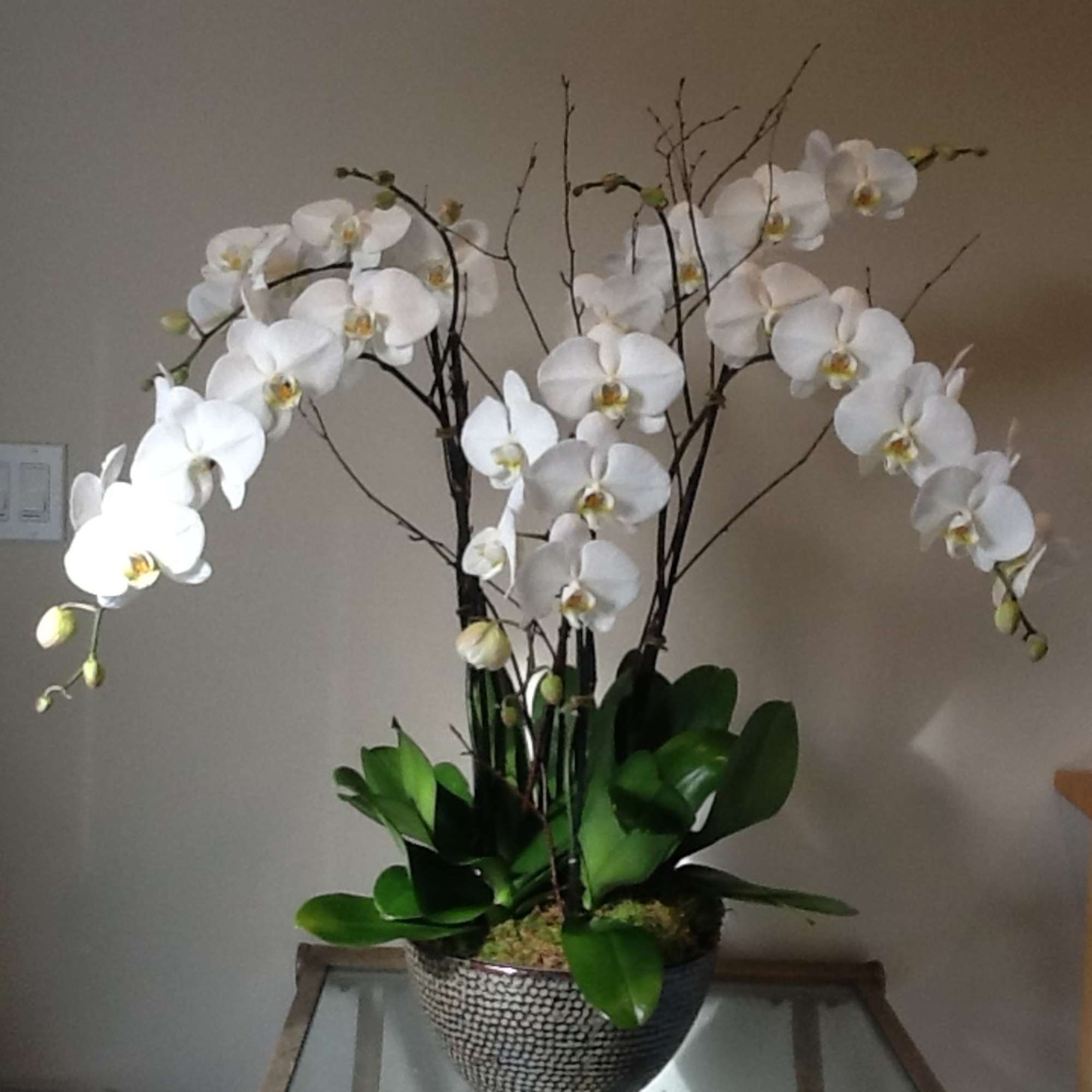 Large Bowl white Phals.  