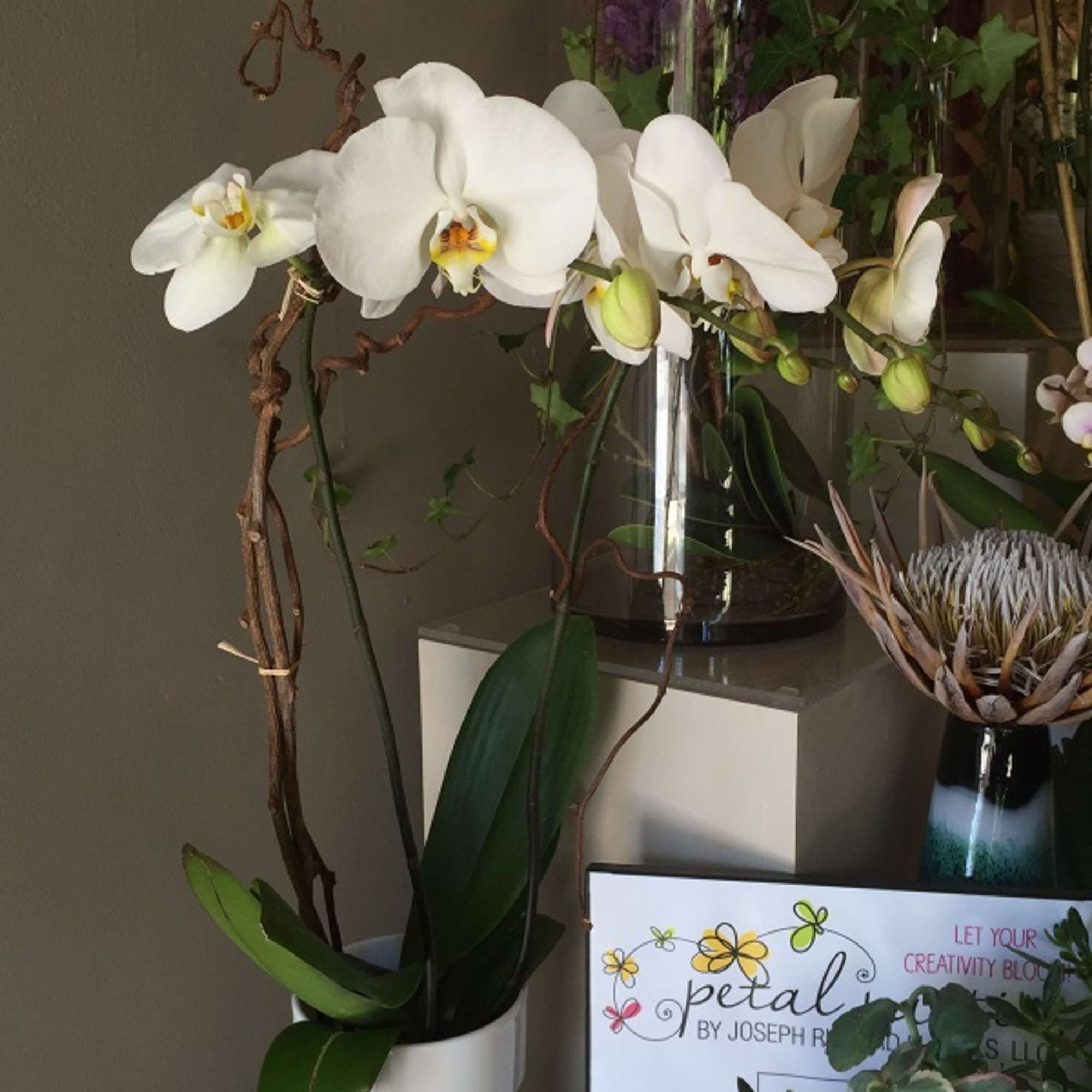 stunning double stem orchid in a white ceramic pot. If you&#039;d like