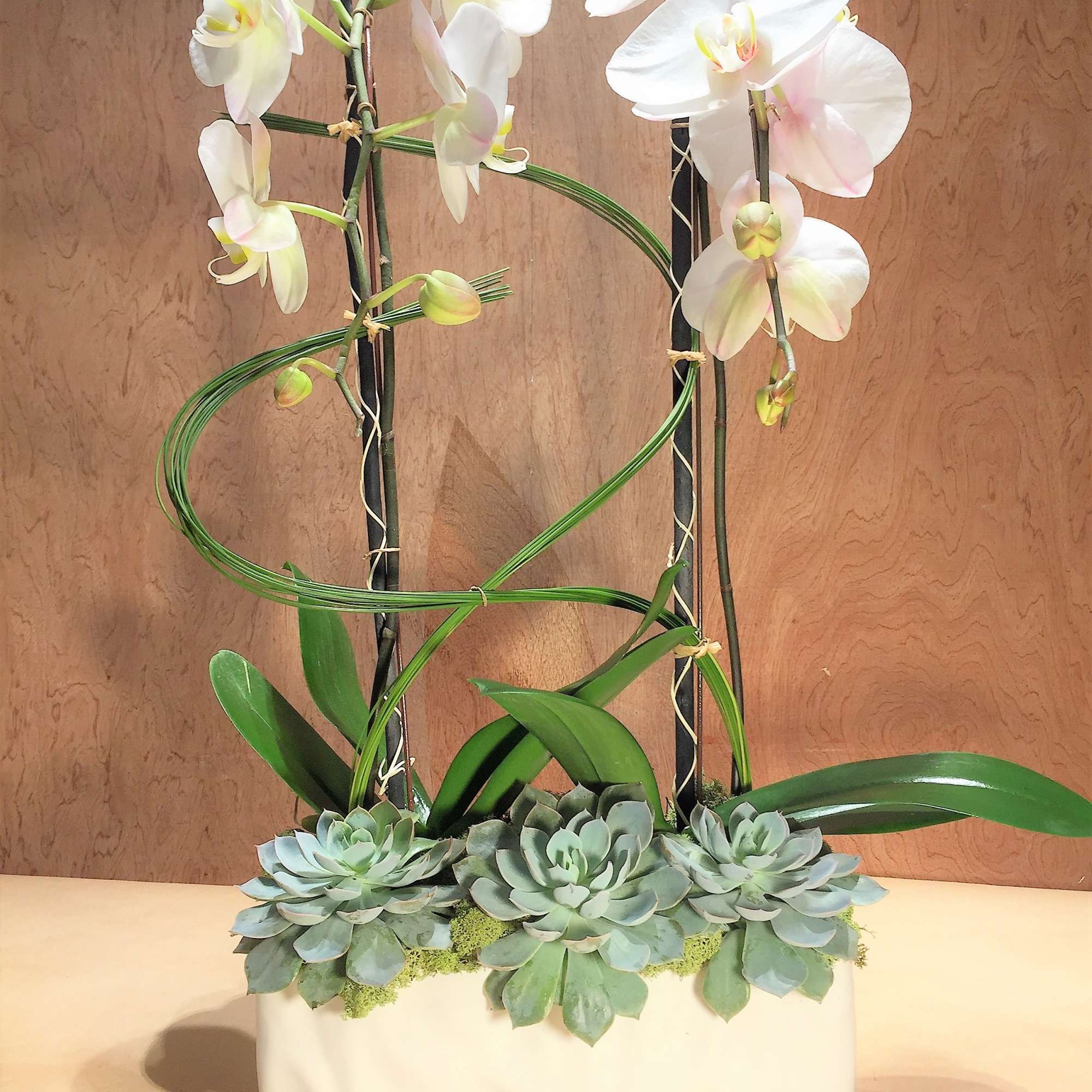 Double waterfall cascade Phalenopsis orchids in an exotic design.  Escape to Double waterfall cascade Phalenopsis orchids in an exotic design.  Escape to