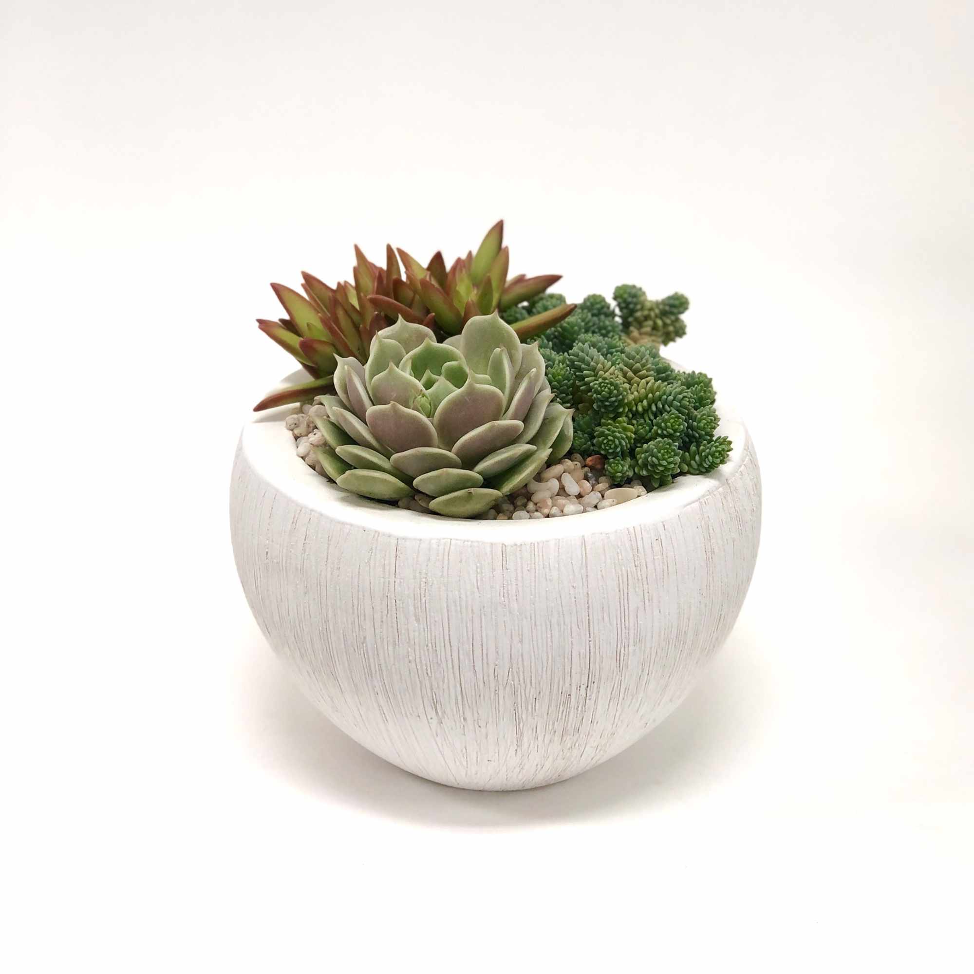 Three different types of succulents planted in a white textured pot (6&quot;