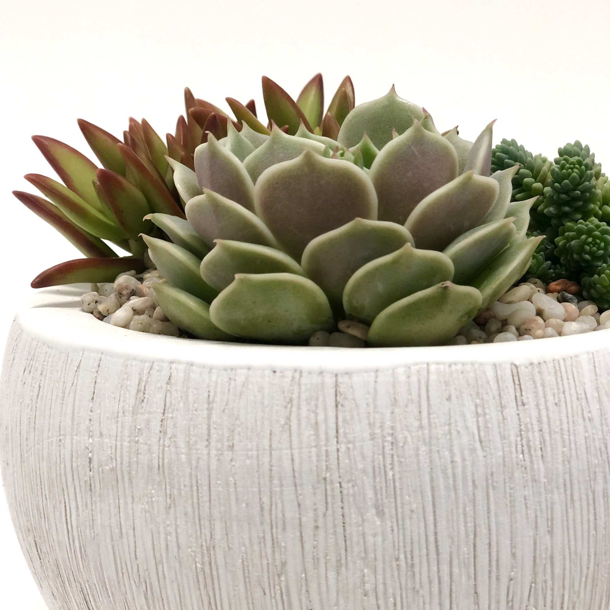 Three different types of succulents planted in a white textured pot (6&quot;