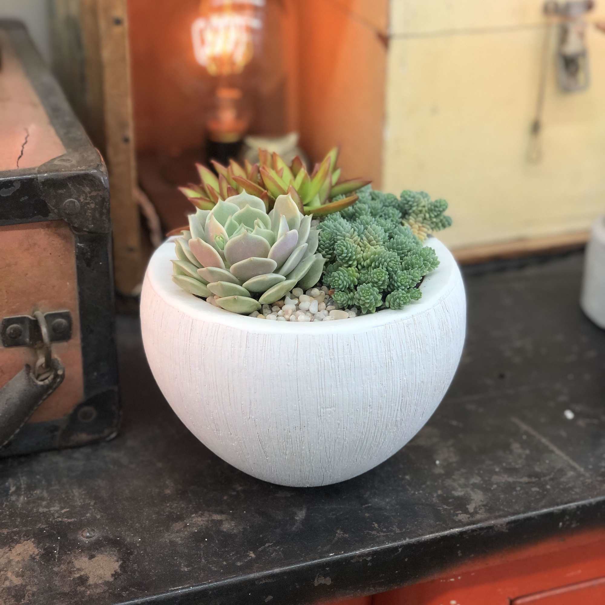 Three different types of succulents planted in a white textured pot (6&quot;