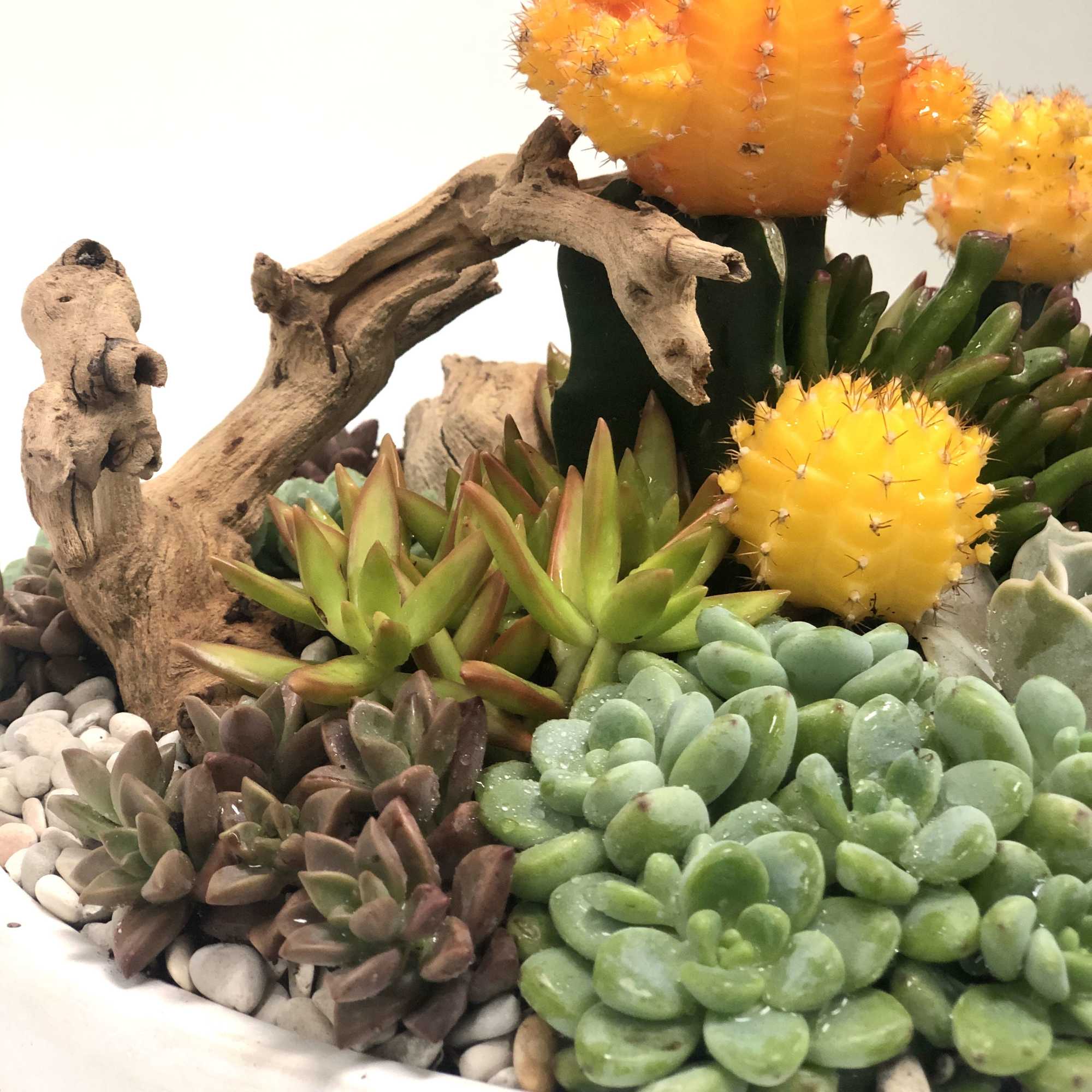 A beautiful, well balanced, bright succulent arrangement planted in a white ceramic A beautiful, well balanced, bright succulent arrangement planted in a white ceramic
