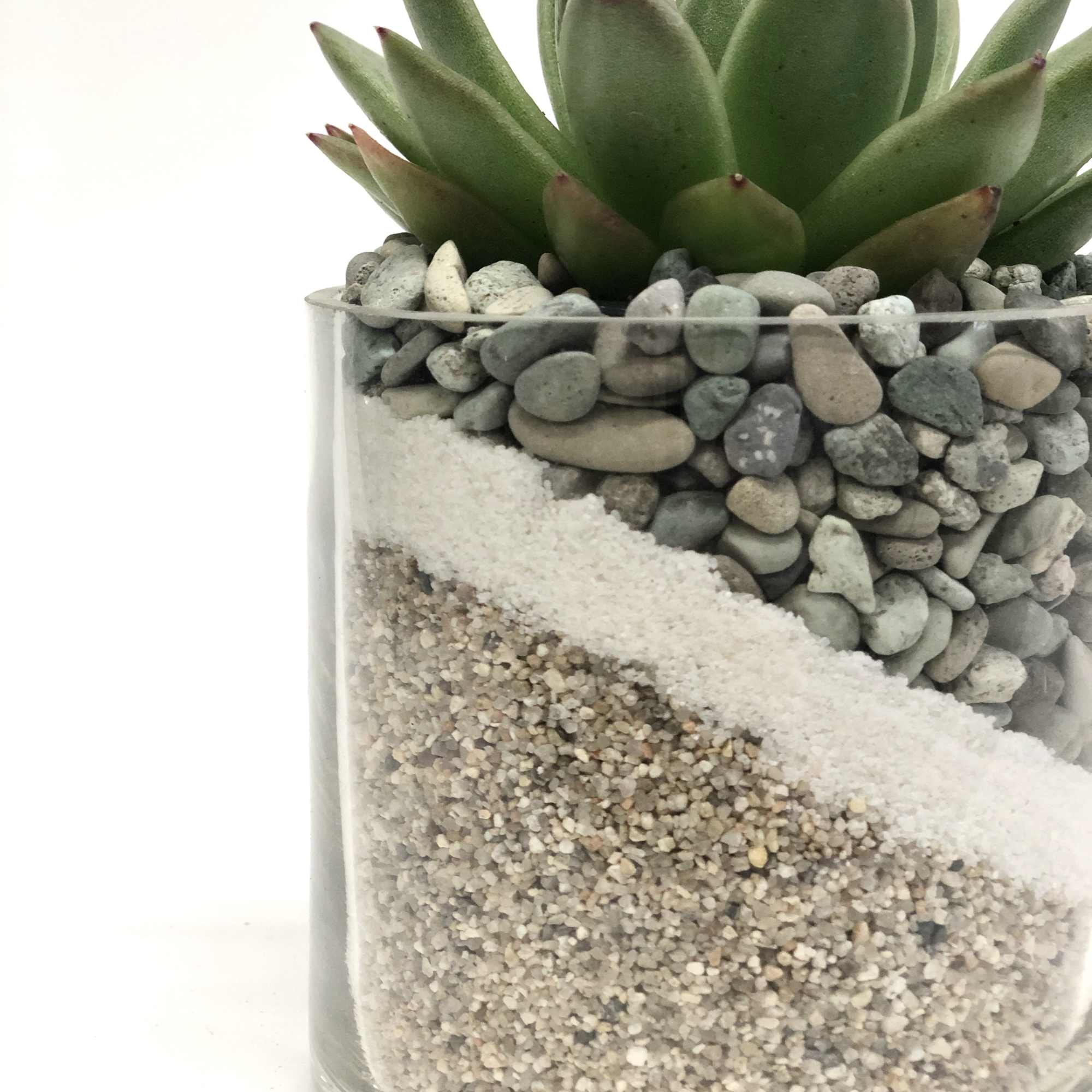 Succulent in a 4x4 cylinder vase with tan sand & blue slate Succulent in a 4x4 cylinder vase with tan sand & blue slate