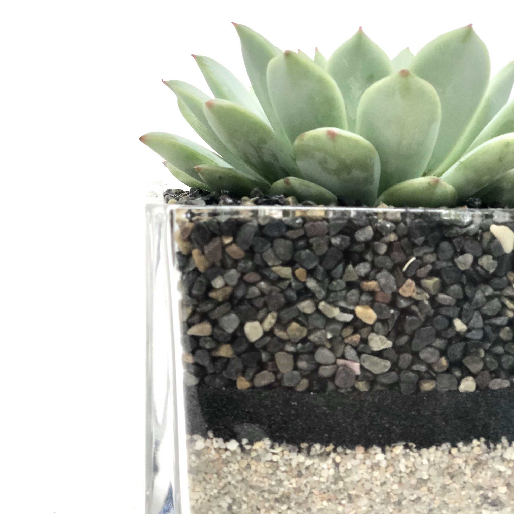 Succulent in a 4x4 square glass vessel with tan sand & cambria Succulent in a 4x4 square glass vessel with tan sand & cambria
