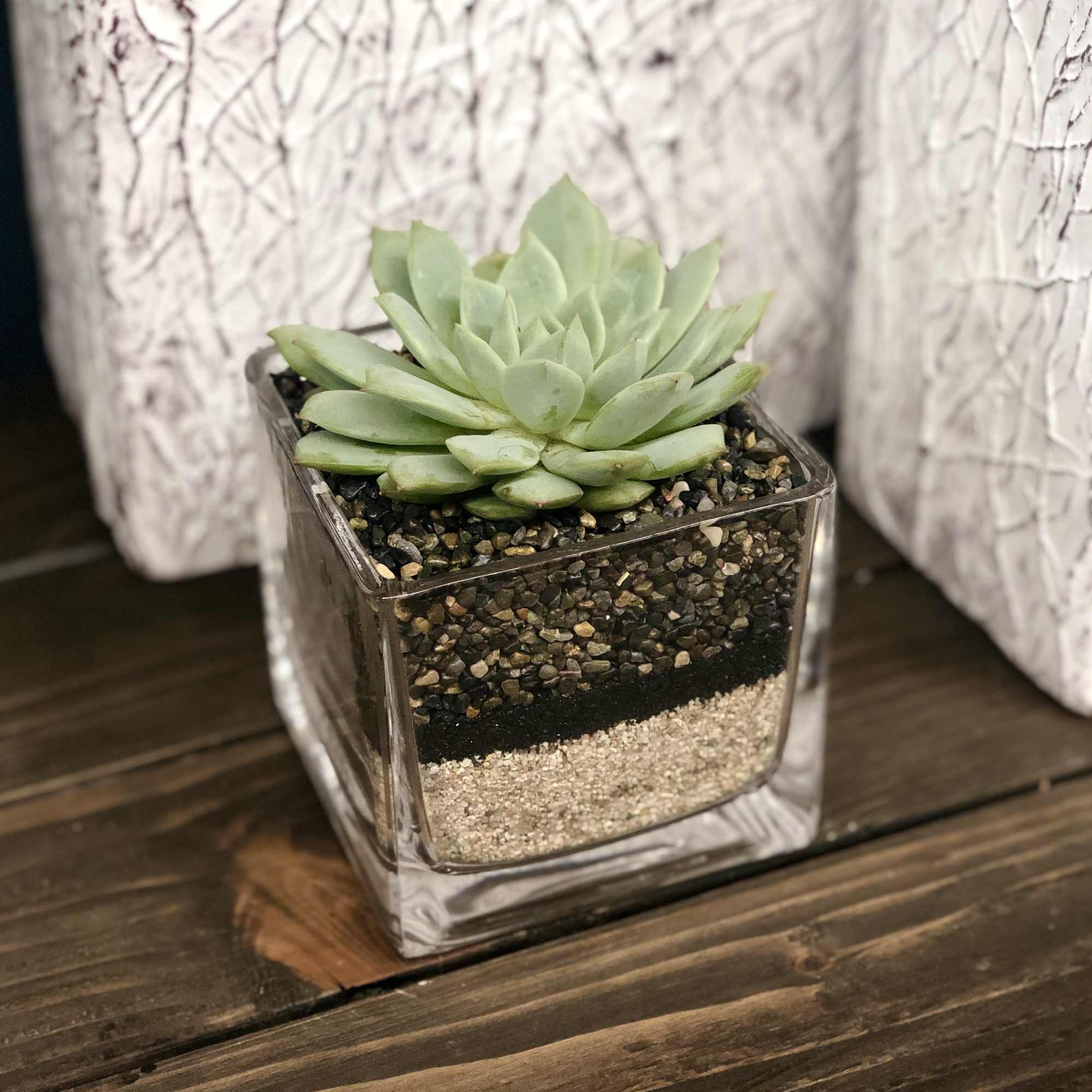Succulent in a 4x4 square glass vessel with tan sand & cambria Succulent in a 4x4 square glass vessel with tan sand & cambria