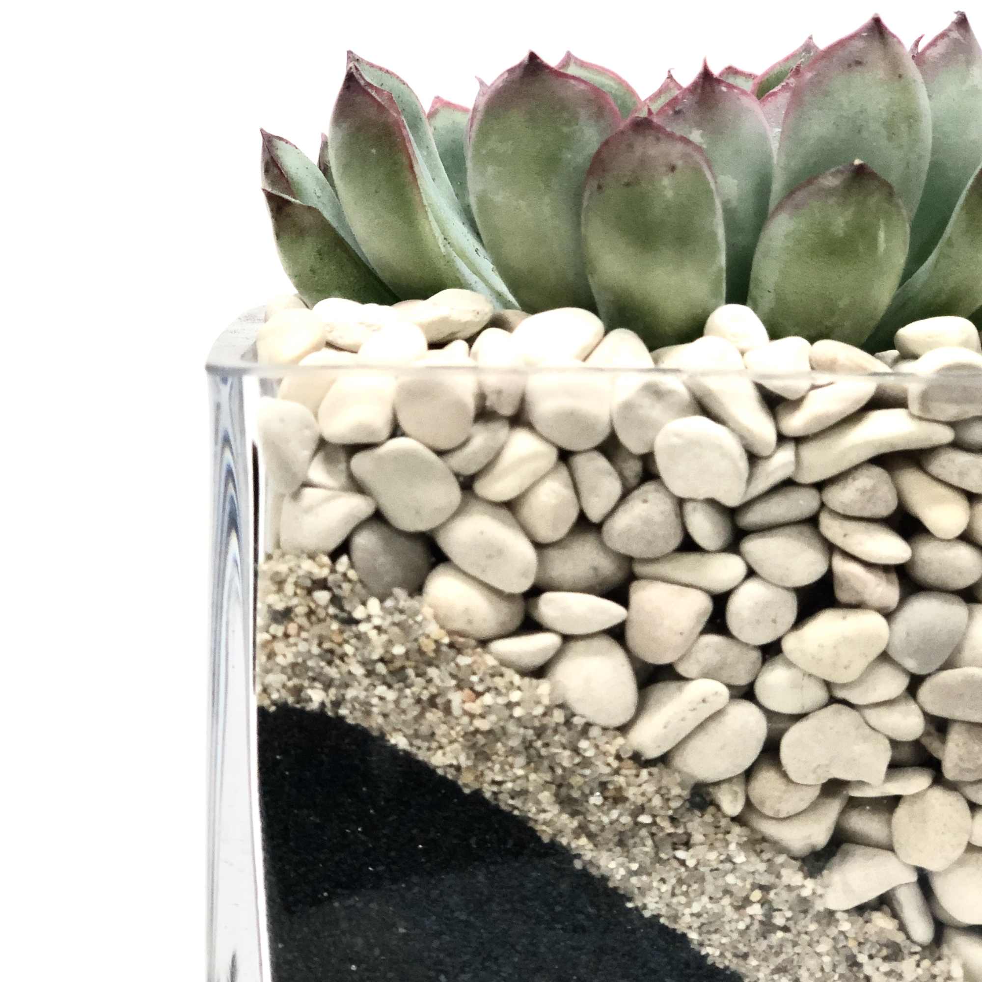 Succulent in a 4x4 square glass vessel with black sand & white Succulent in a 4x4 square glass vessel with black sand & white