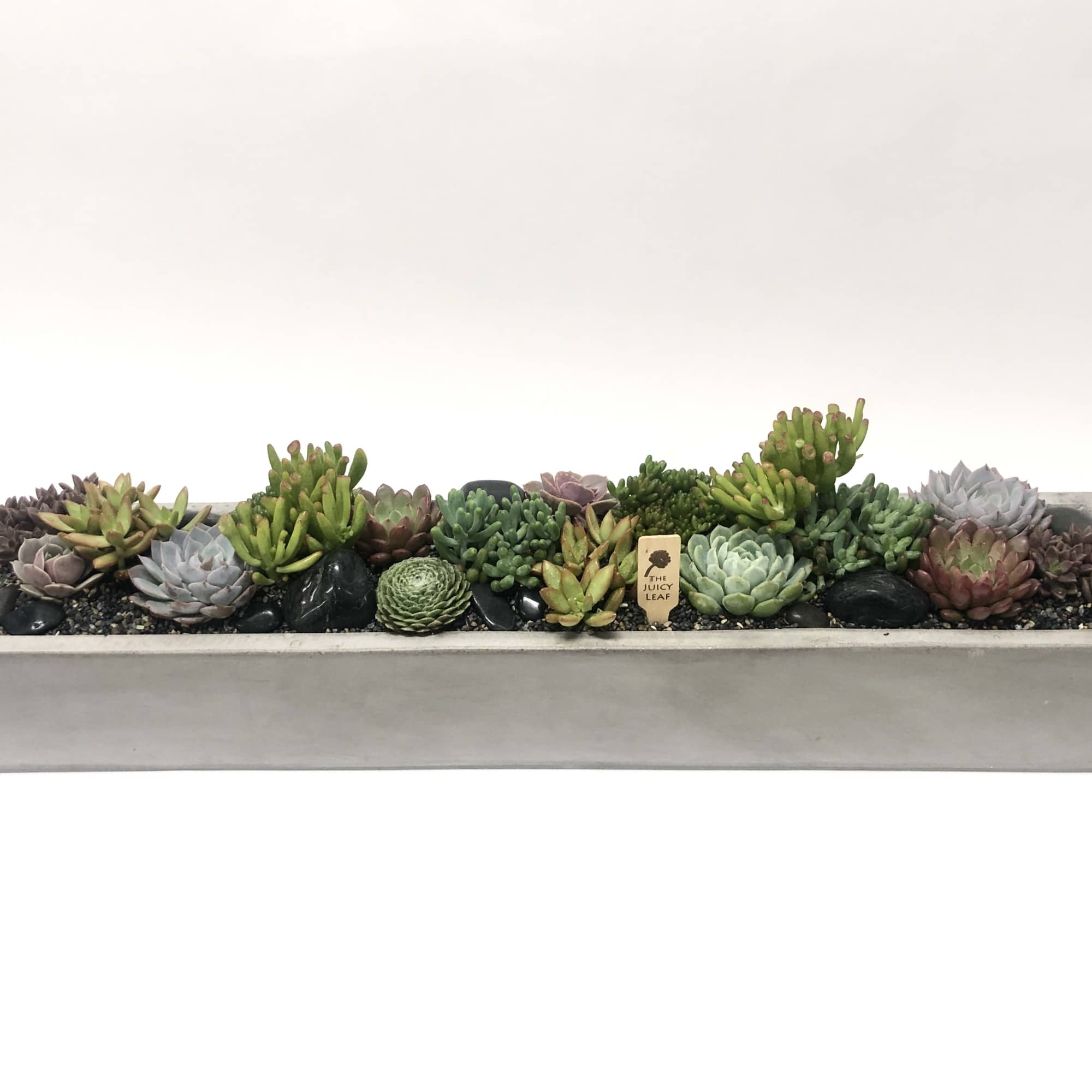 An arrangement full of mixed succulents, beautifully designed in a long concrete An arrangement full of mixed succulents, beautifully designed in a long concrete