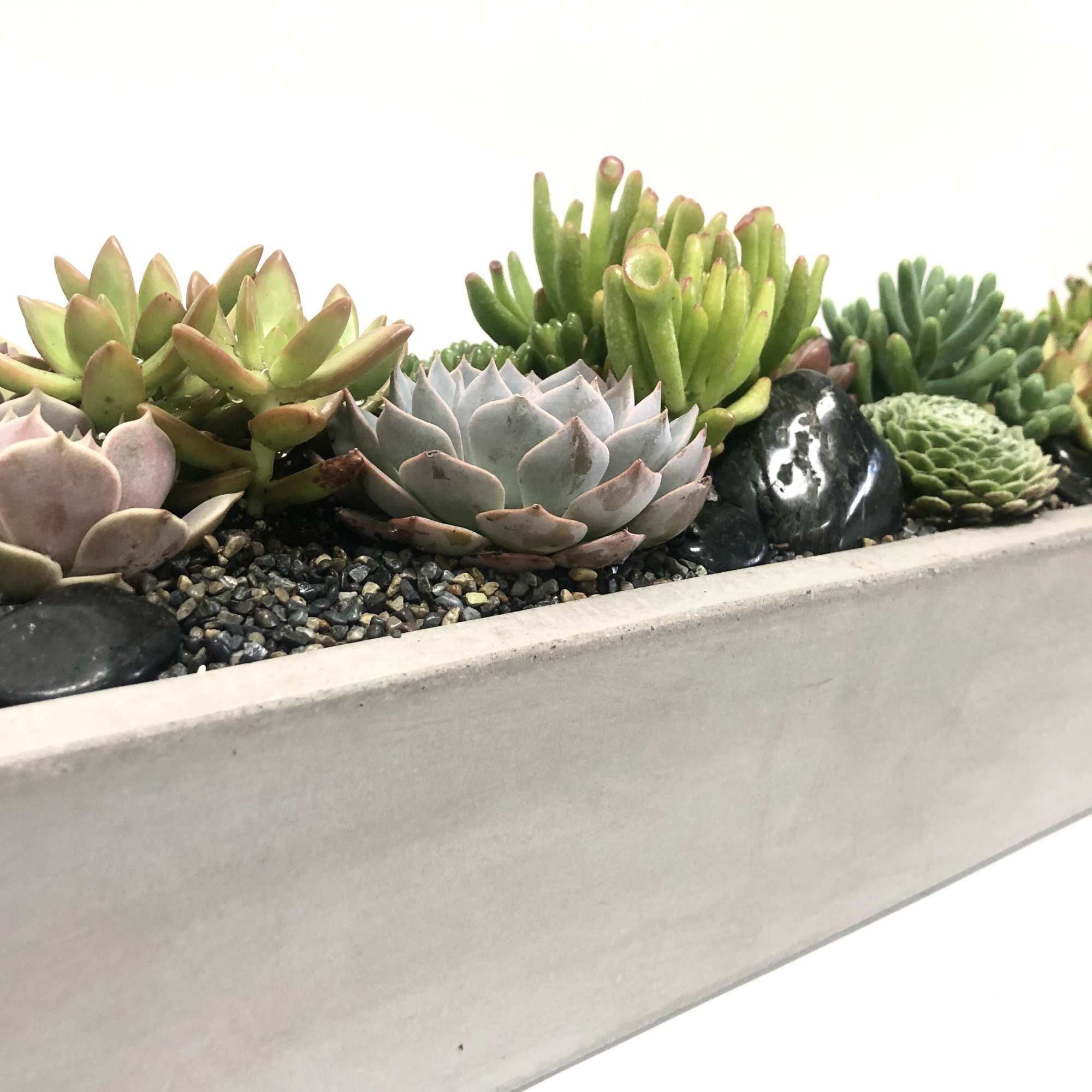 An arrangement full of mixed succulents, beautifully designed in a long concrete An arrangement full of mixed succulents, beautifully designed in a long concrete