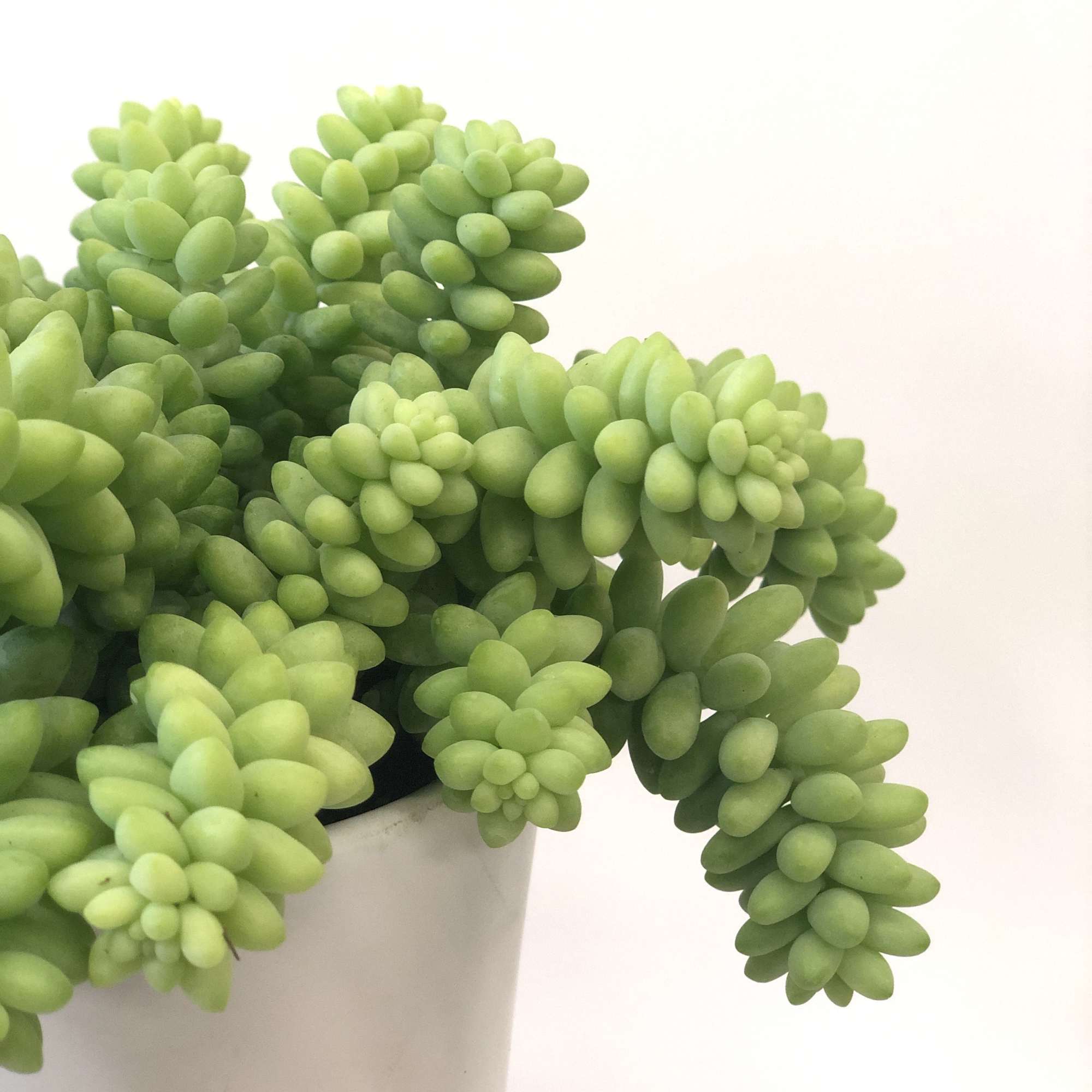 Tall Cylinder Pot with a beautiful donkey tail succulent. Tall Cylinder Pot with a beautiful donkey tail succulent.