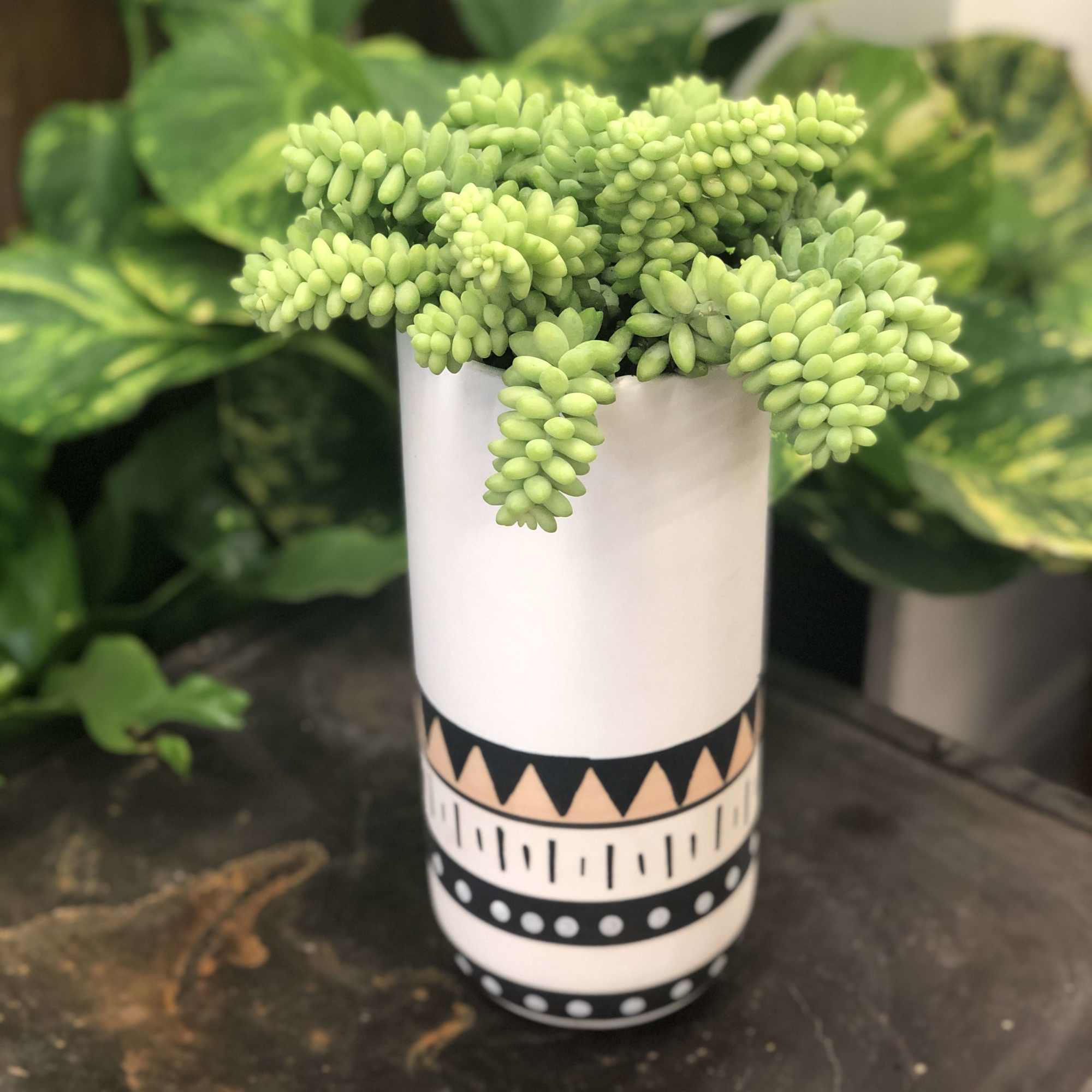 Tall Cylinder Pot with a beautiful donkey tail succulent. Tall Cylinder Pot with a beautiful donkey tail succulent.