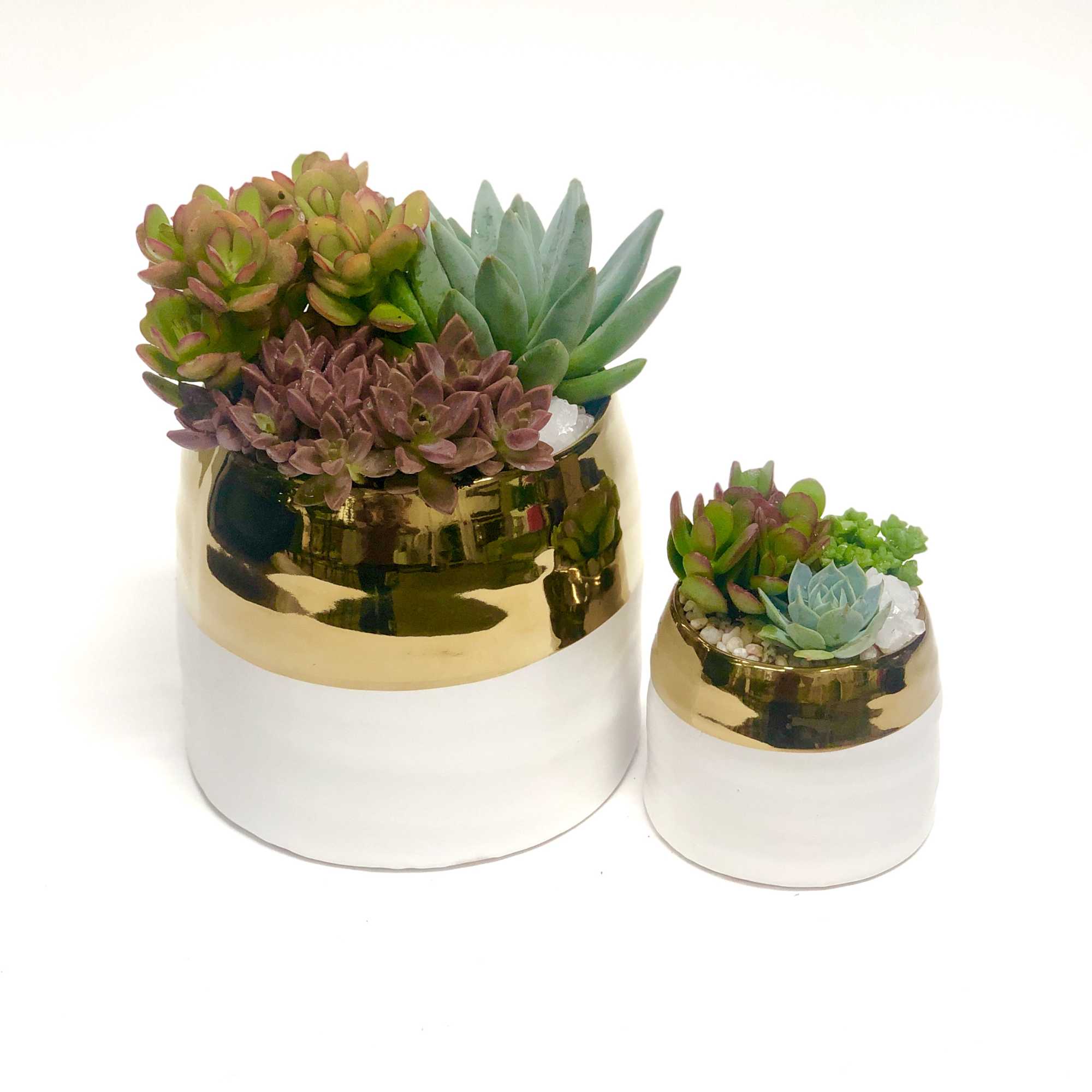 Succulents planted in a set of gold & white pots (Small: 3.5" Succulents planted in a set of gold & white pots (Small: 3.5"