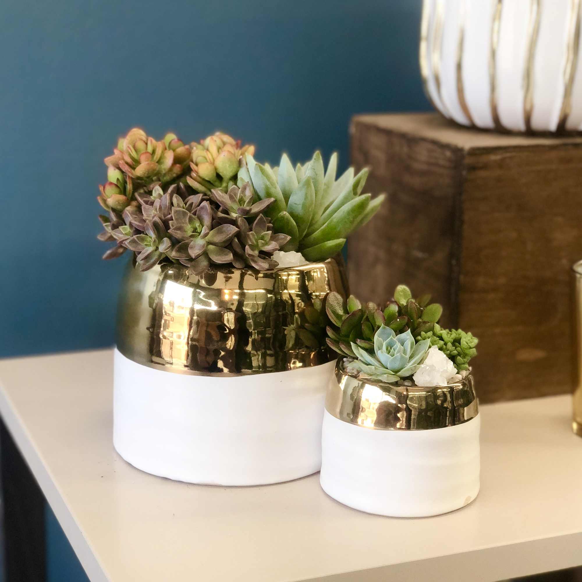 Succulents planted in a set of gold & white pots (Small: 3.5" Succulents planted in a set of gold & white pots (Small: 3.5"