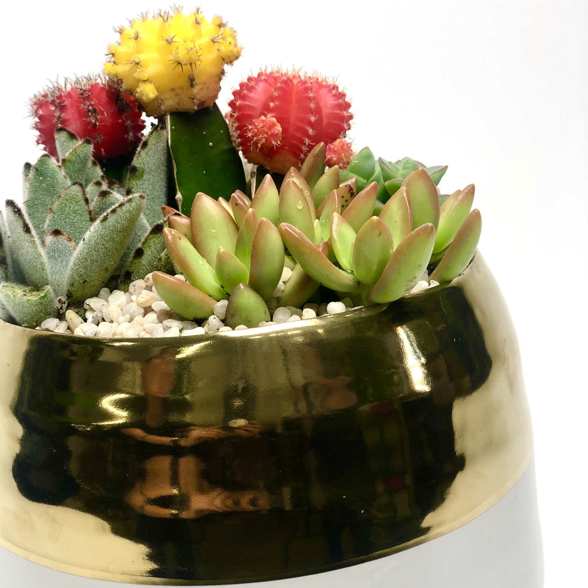 A mix of succulent planted in a white and gold cylinder pot A mix of succulent planted in a white and gold cylinder pot