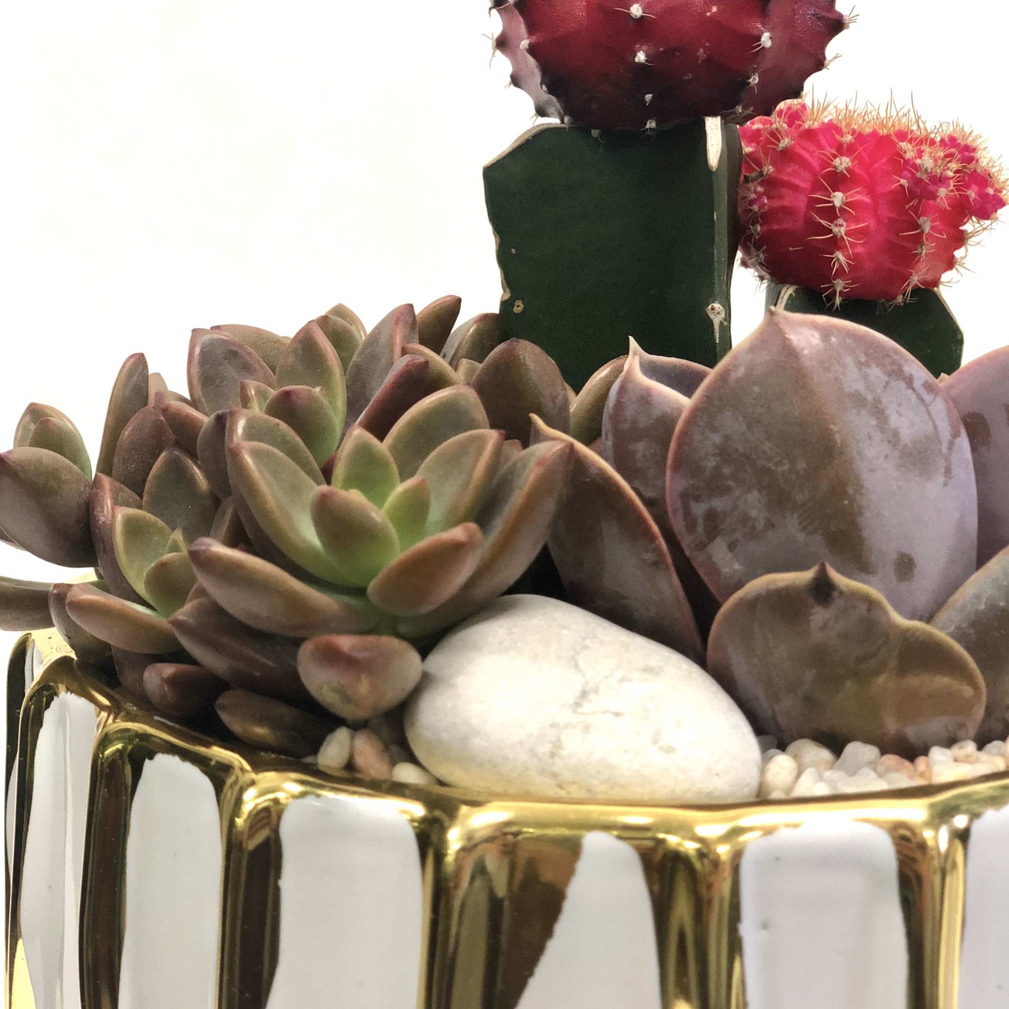 4 types of succulents planted in a gold and white round pot. 4 types of succulents planted in a gold and white round pot.