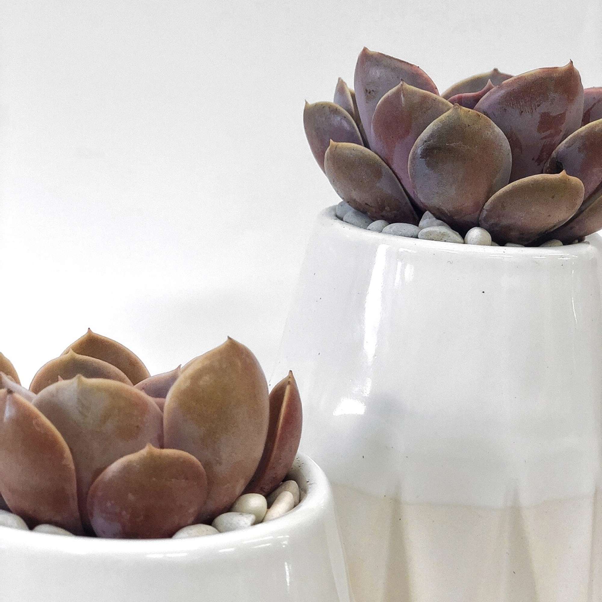 This is a white glossy set of pots with a single pink This is a white glossy set of pots with a single pink