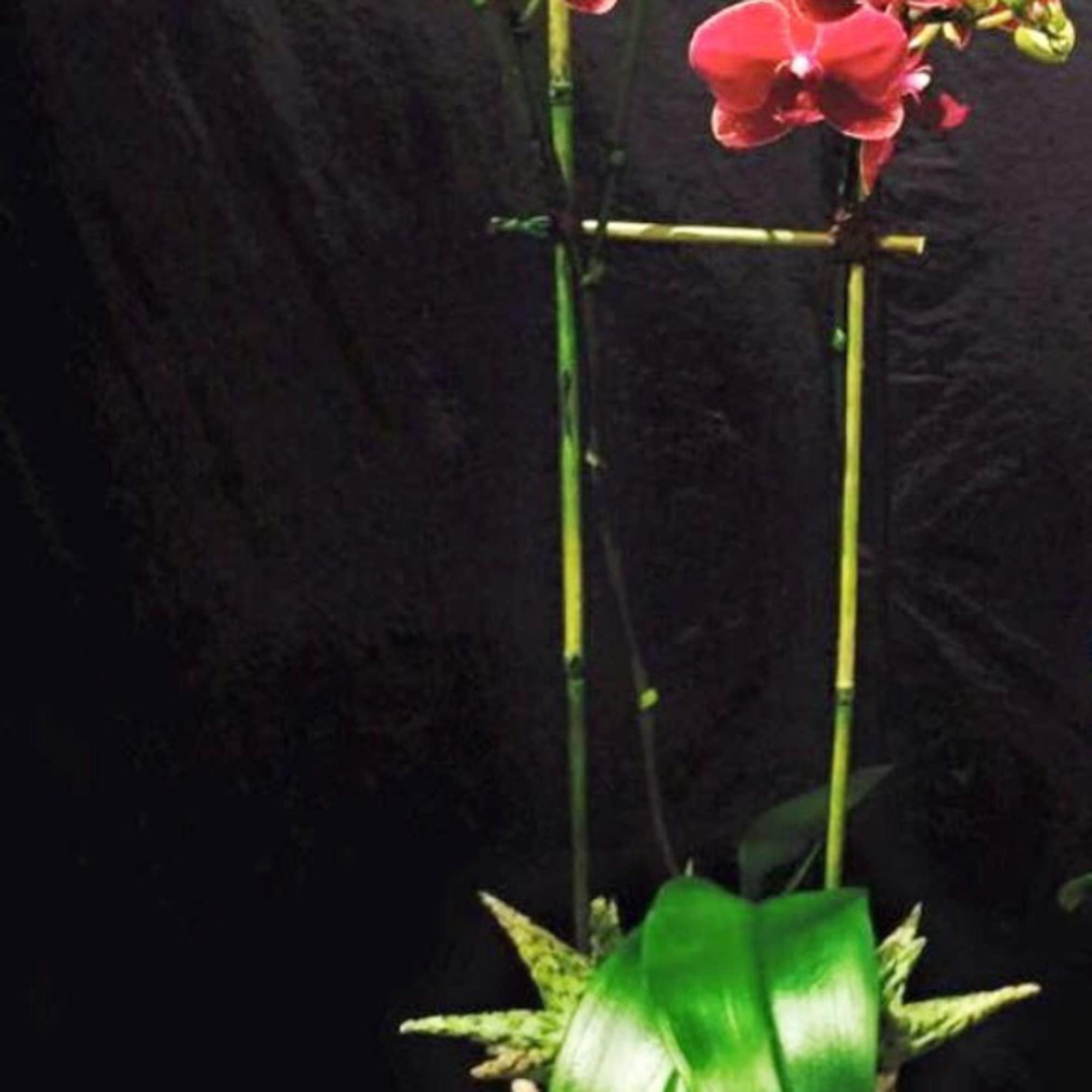 Phalaenopsis orchid planting.
*regular has 2 stems 
*deluxe has 3 stems 
*premium has Phalaenopsis orchid planting.
*regular has 2 stems 
*deluxe has 3 stems 
*premium has