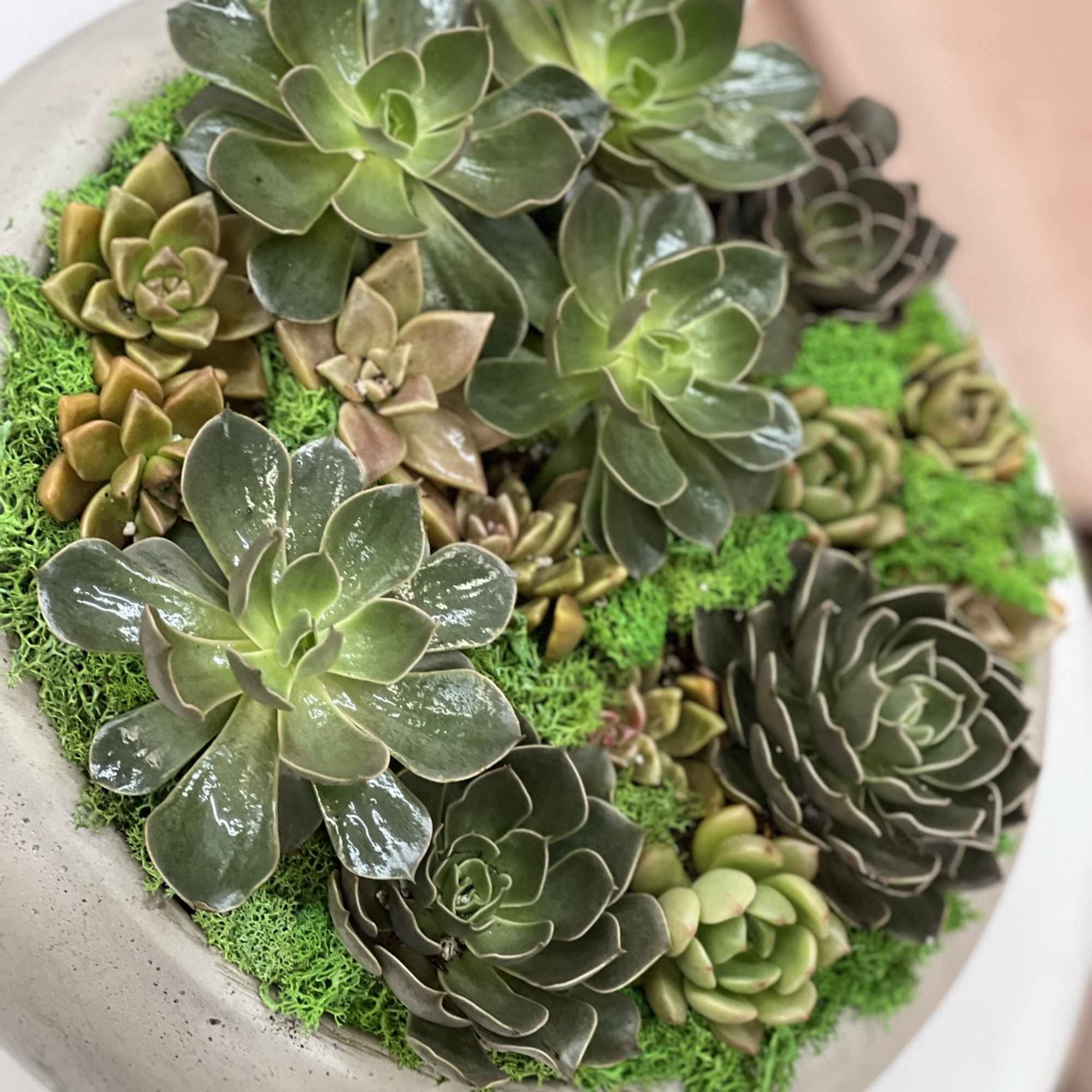 Succulent arrangement