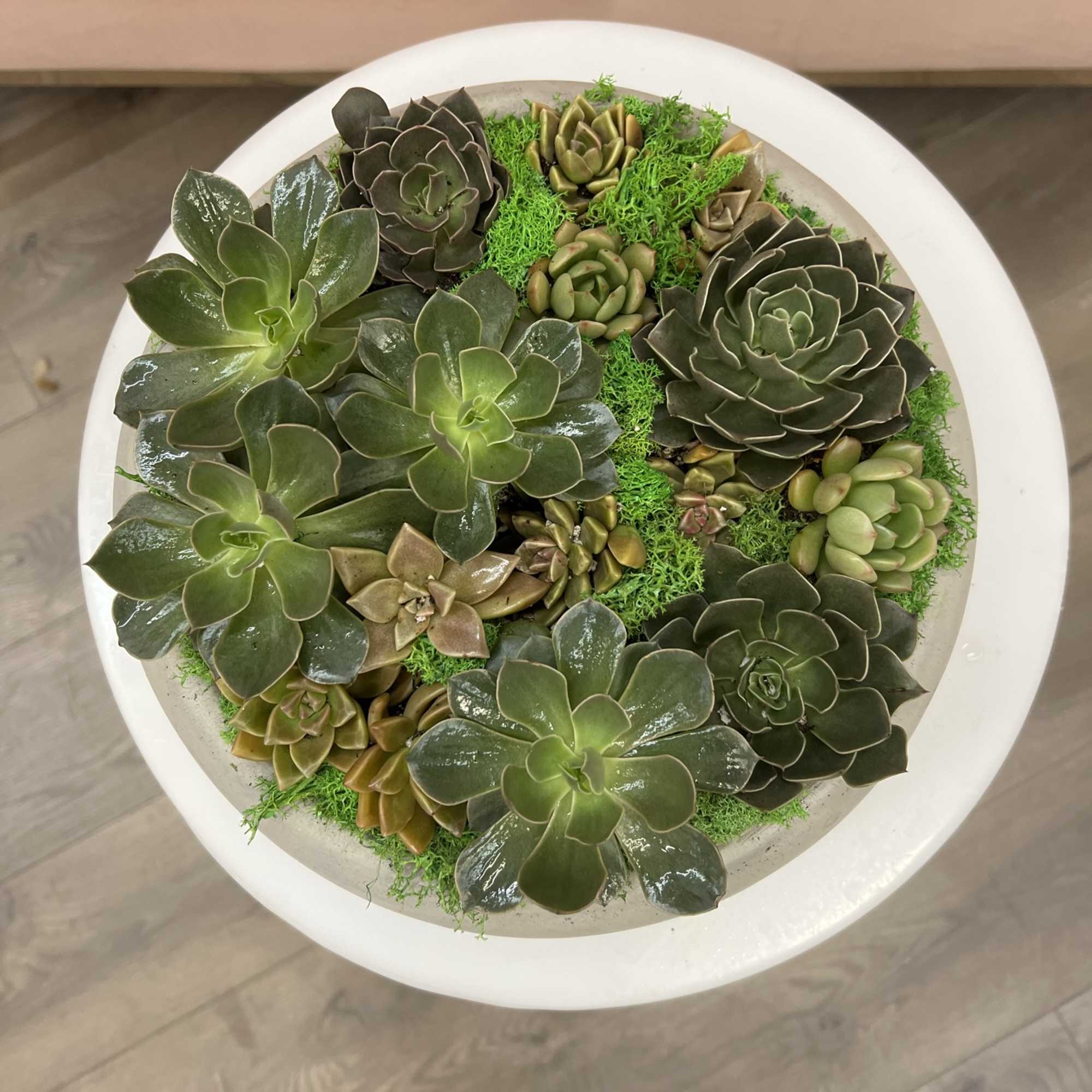 Succulent arrangement