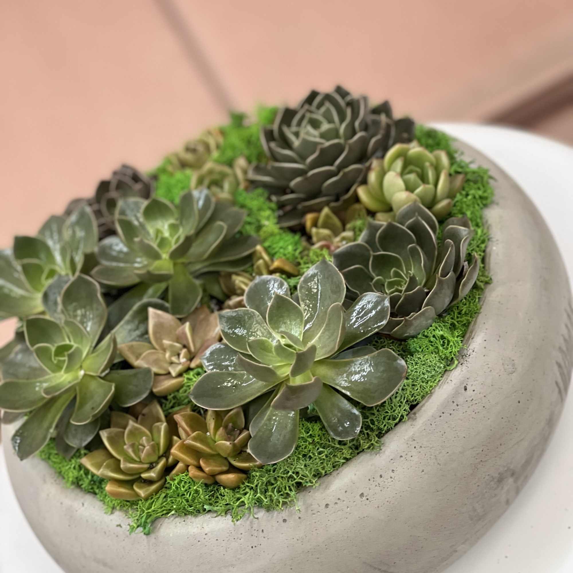 Succulent arrangement