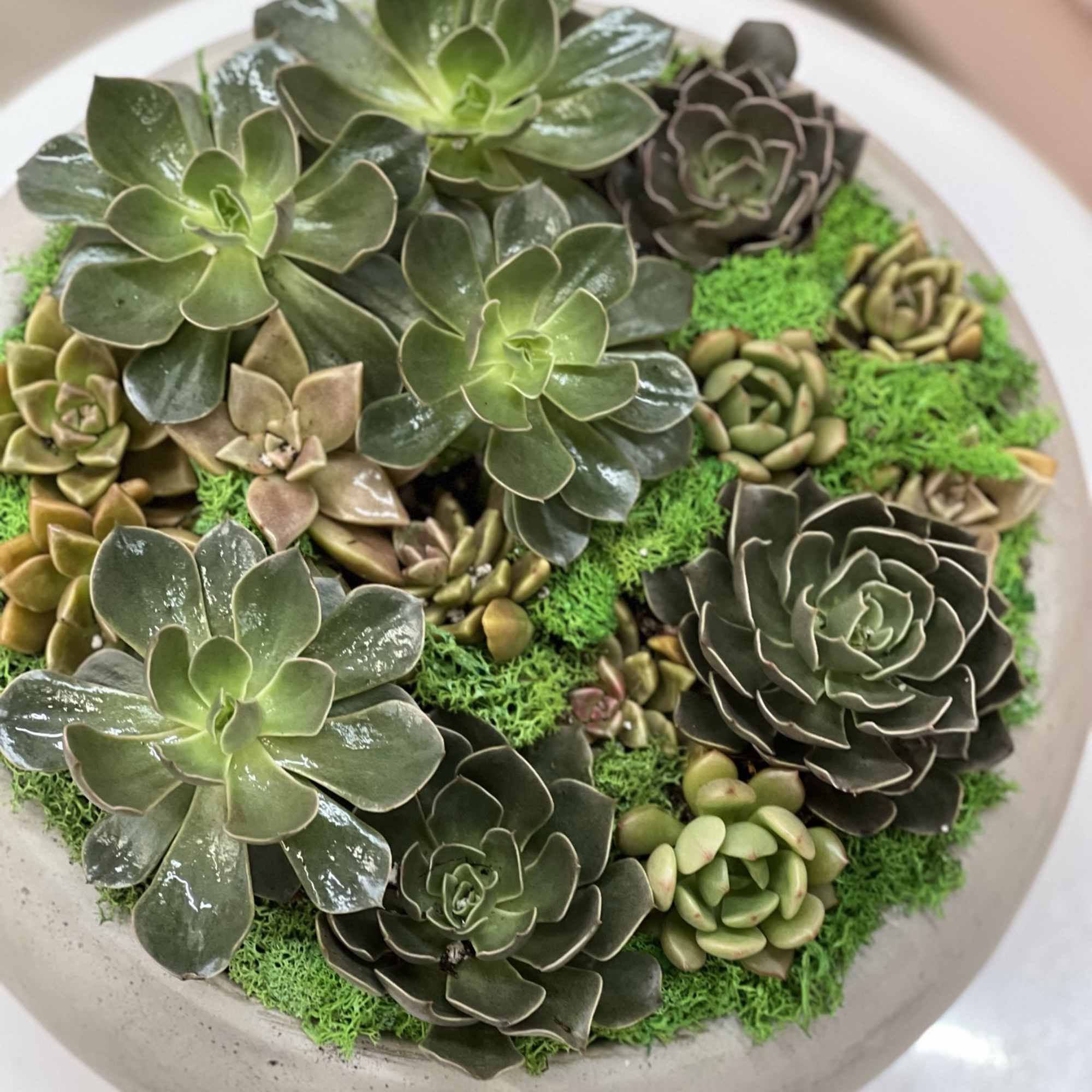 Succulent arrangement