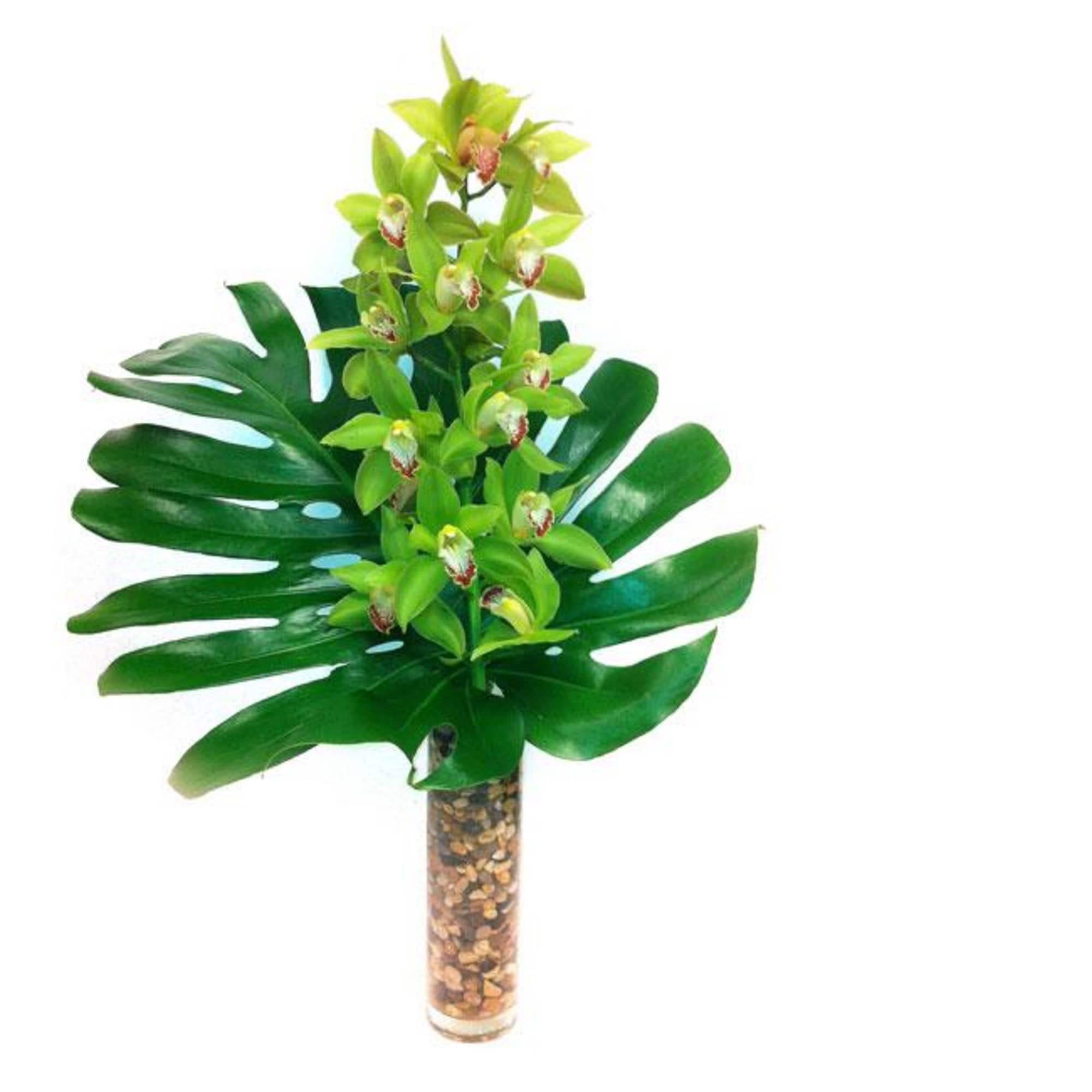 My Sherman Oaks Florist presents a fresh-cut Green Orchid and a wide