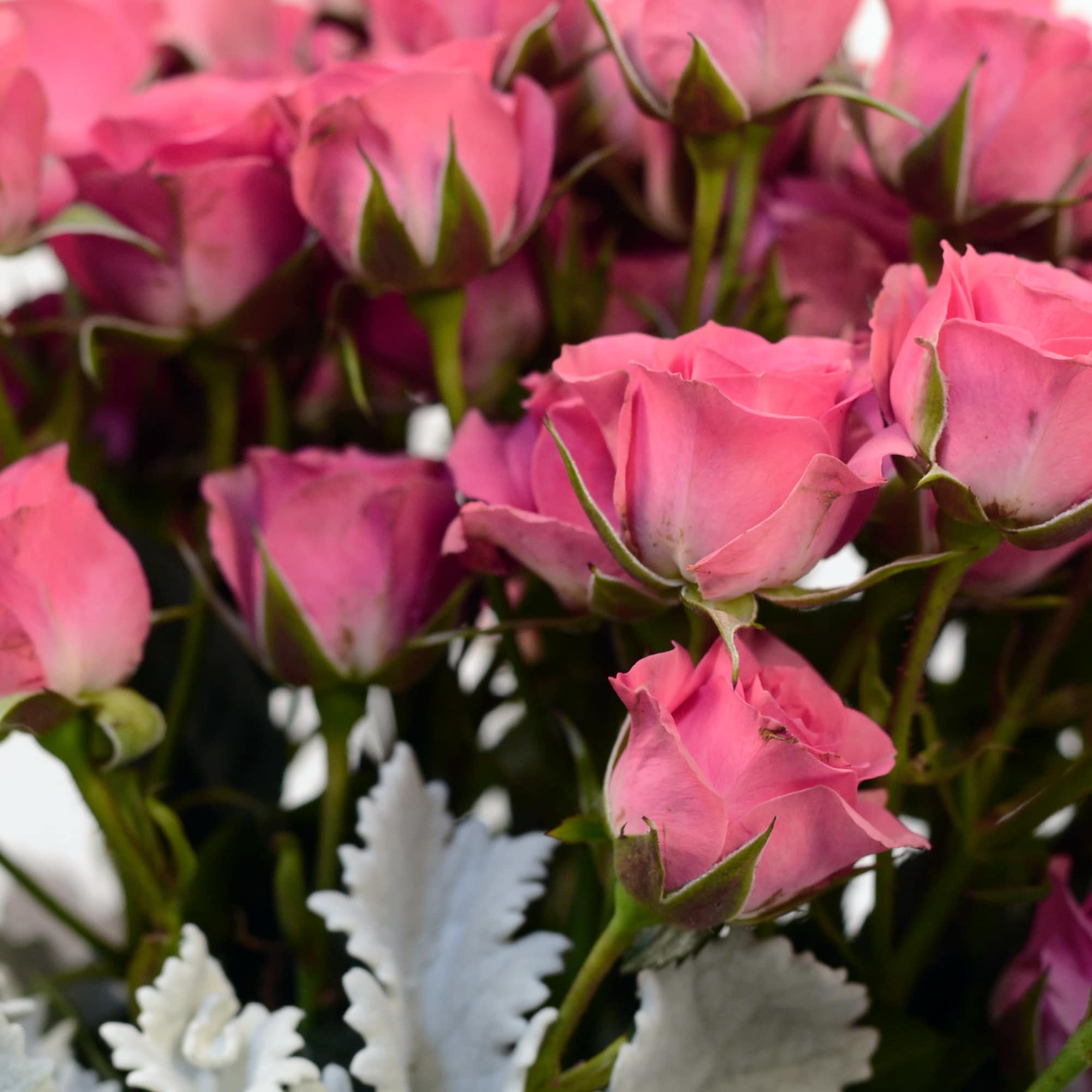 Spray roses and greenery in a modern white vase