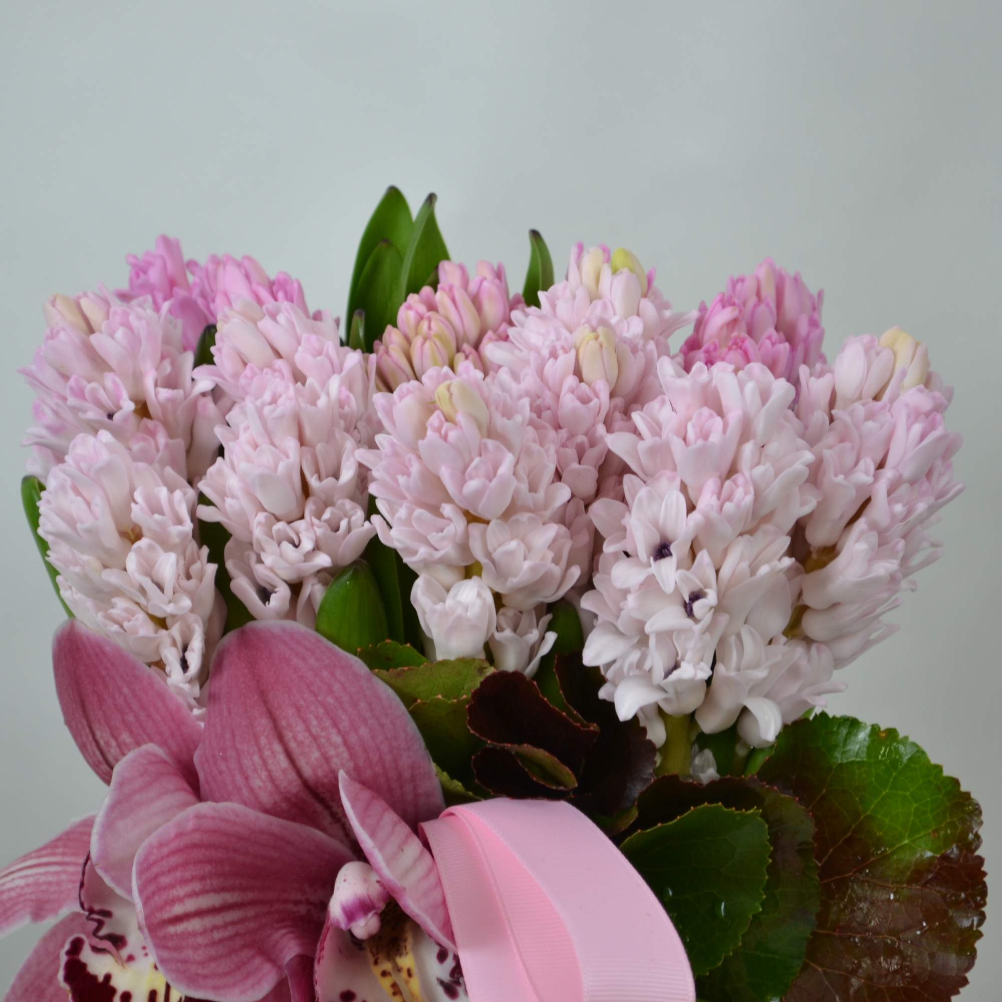 pink hyacinth, pin cymbidium orchid